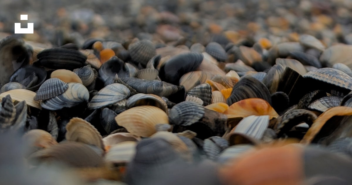 A blurry photo of rocks and shells on a beach photo – Free Water Image ...