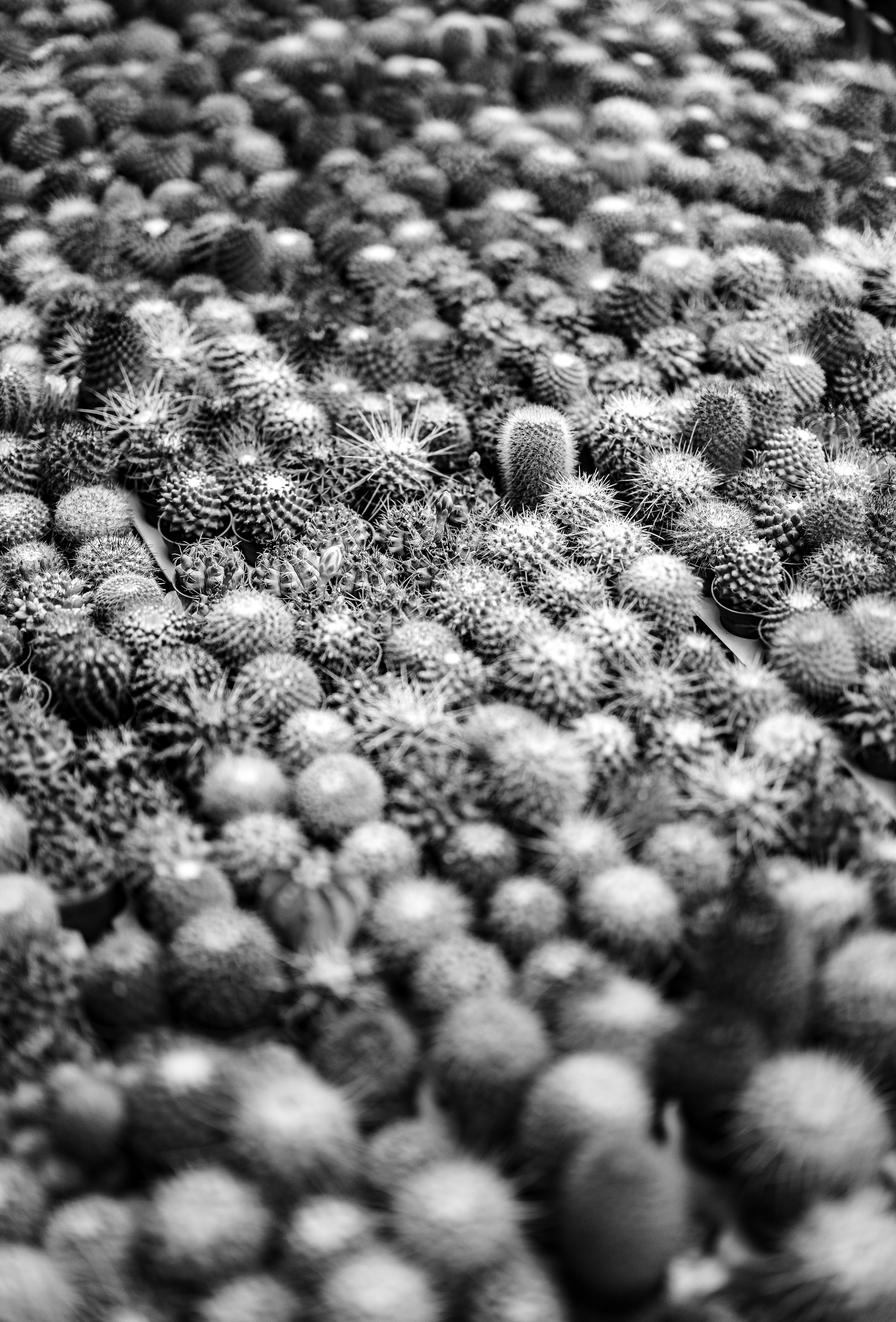 Photo by marekpiwnicki