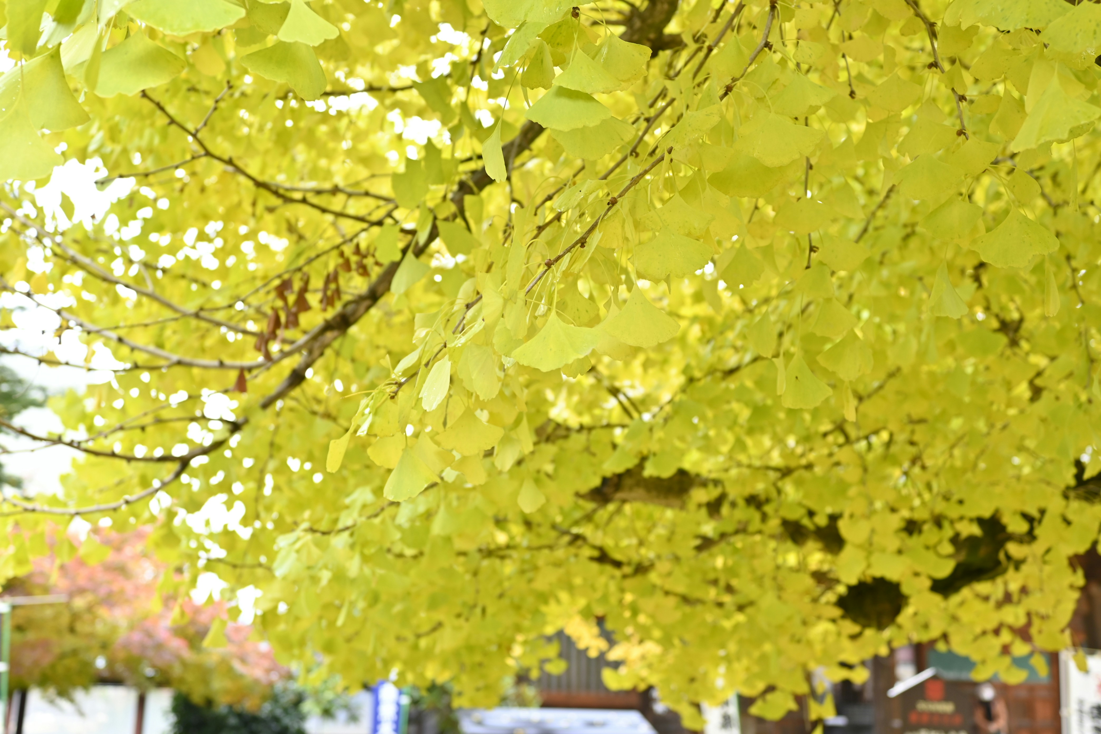 Photo by leoliang1230