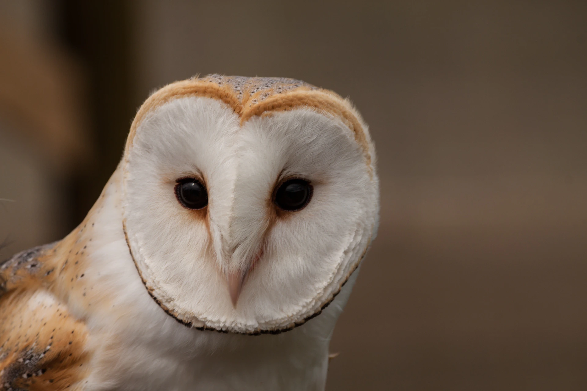 A close up of an owl with a blurry background