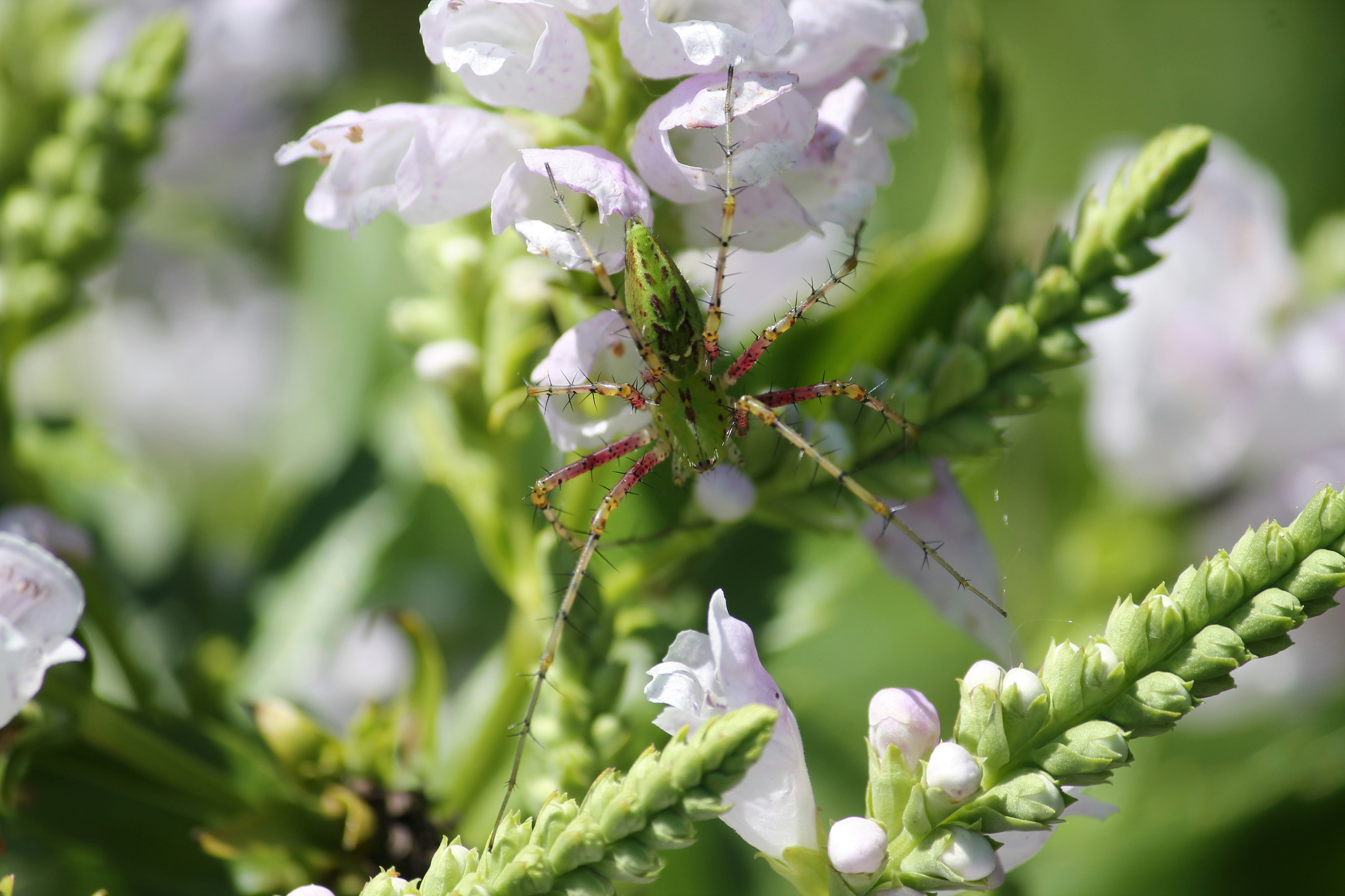 Um close acima de algumas flores brancas com hastes verdes