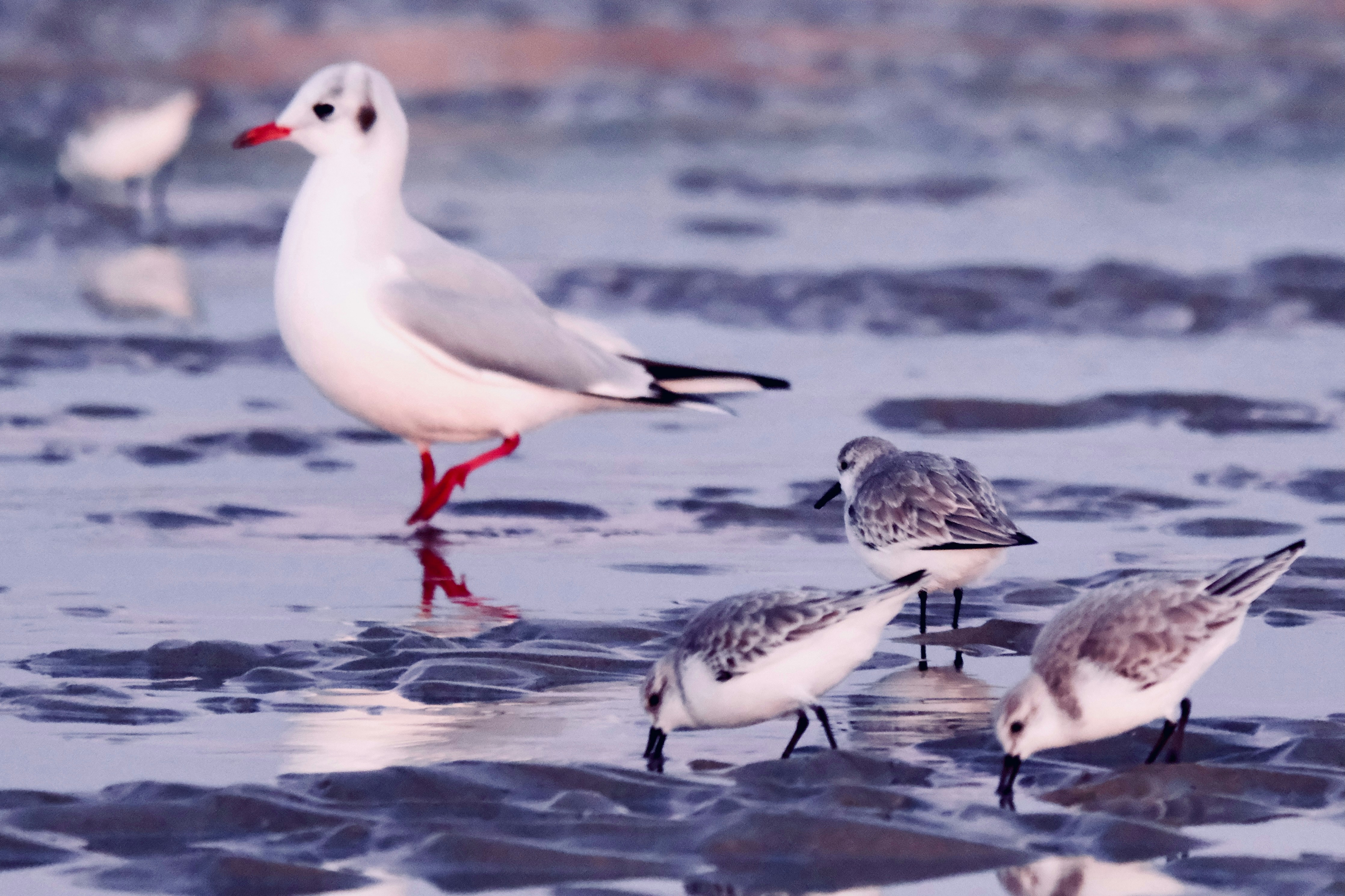 A group of birds standing on top of a beach