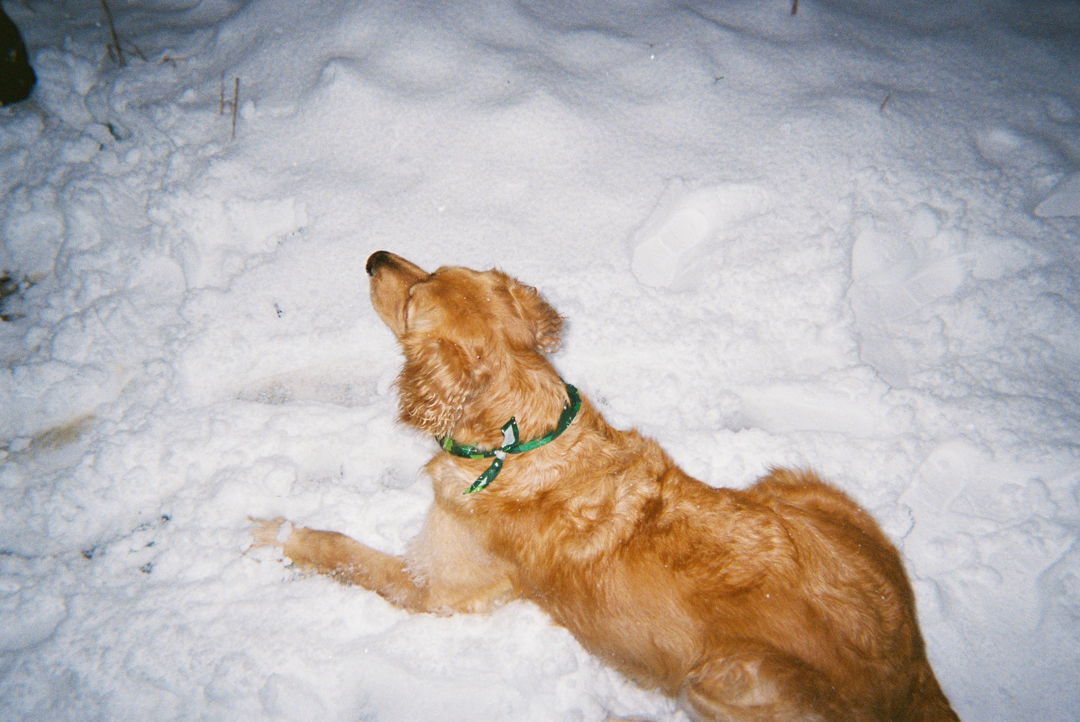 A dog in the snow looking up at something