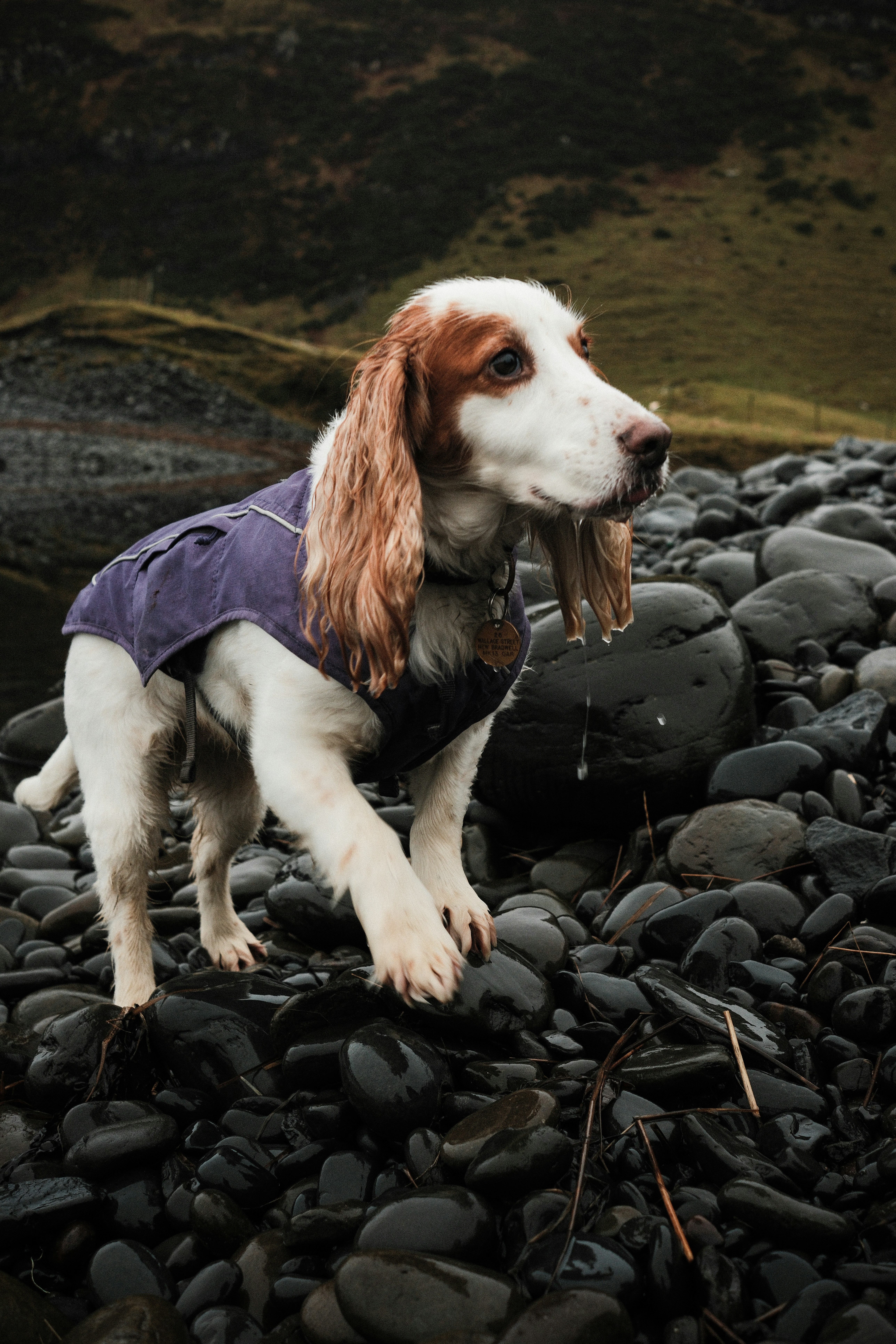 イングリッシュコッカースパニエルの写真 | Unsplashで無料写真をダウンロードする, image size:3000x4500
