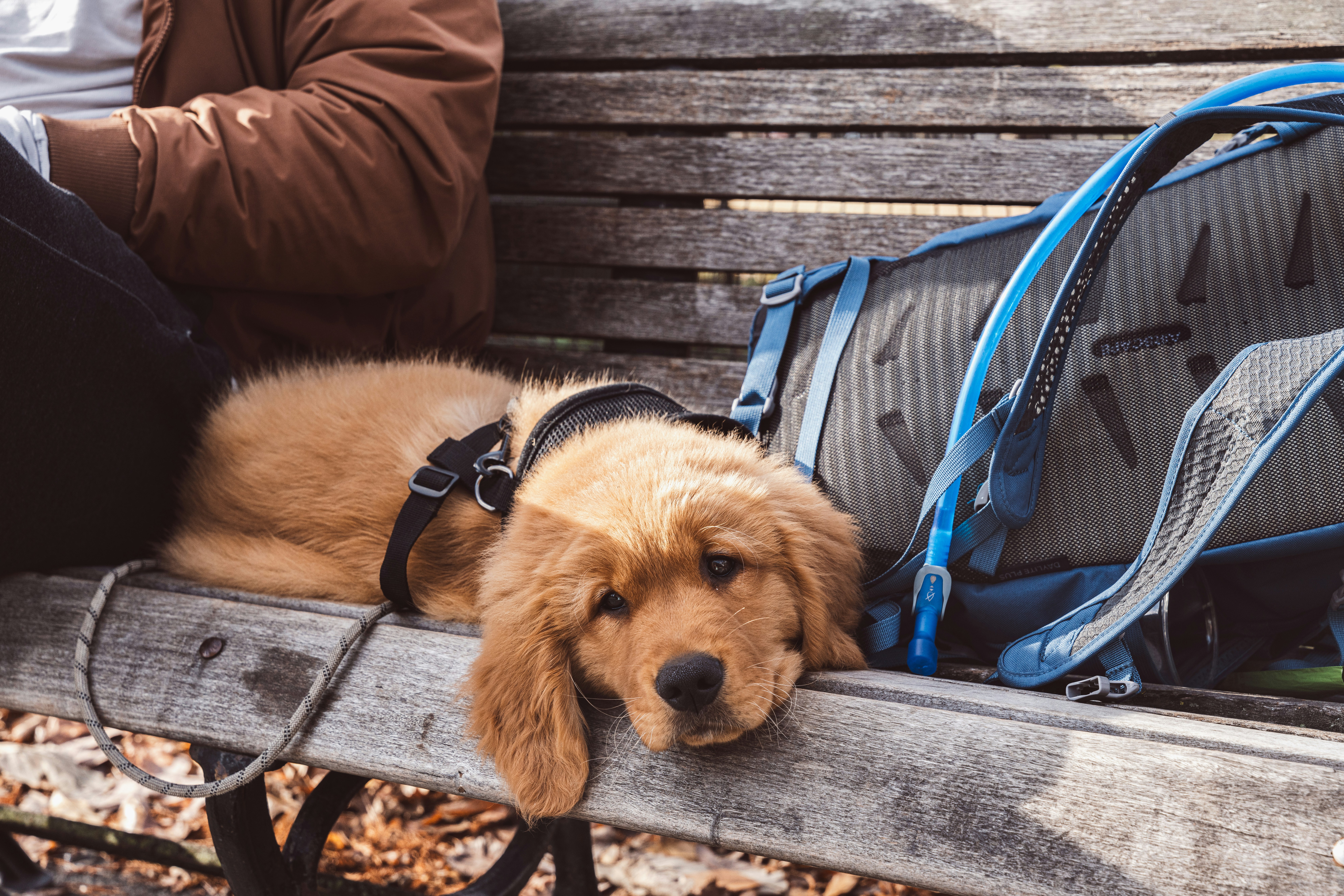 A brown dog laying on top of a wooden bench