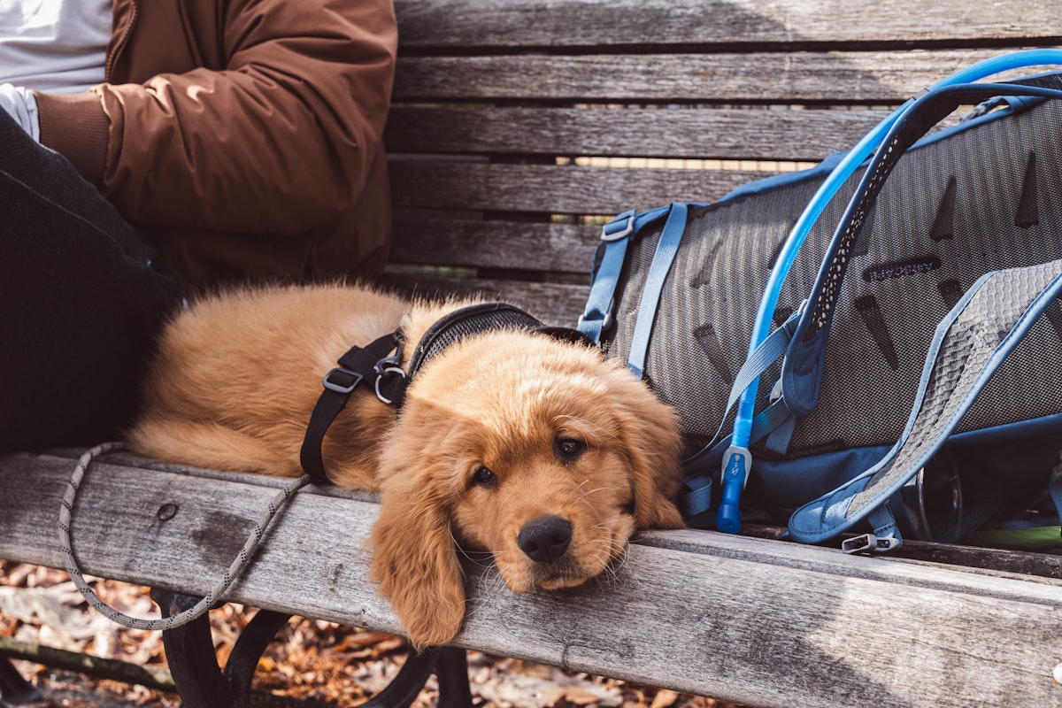 A brown dog resting on a wooden bench after a hike
