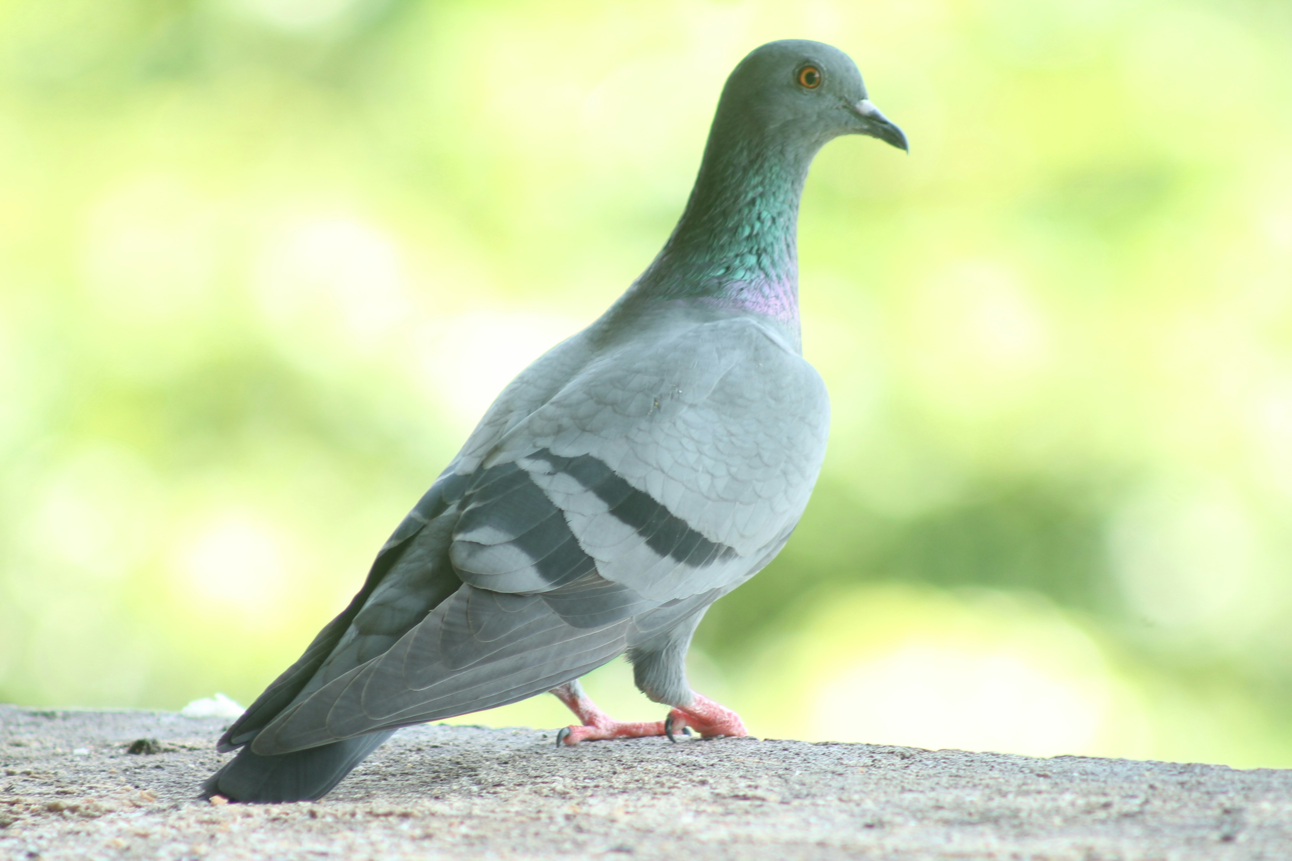 Photo by santoshbayer