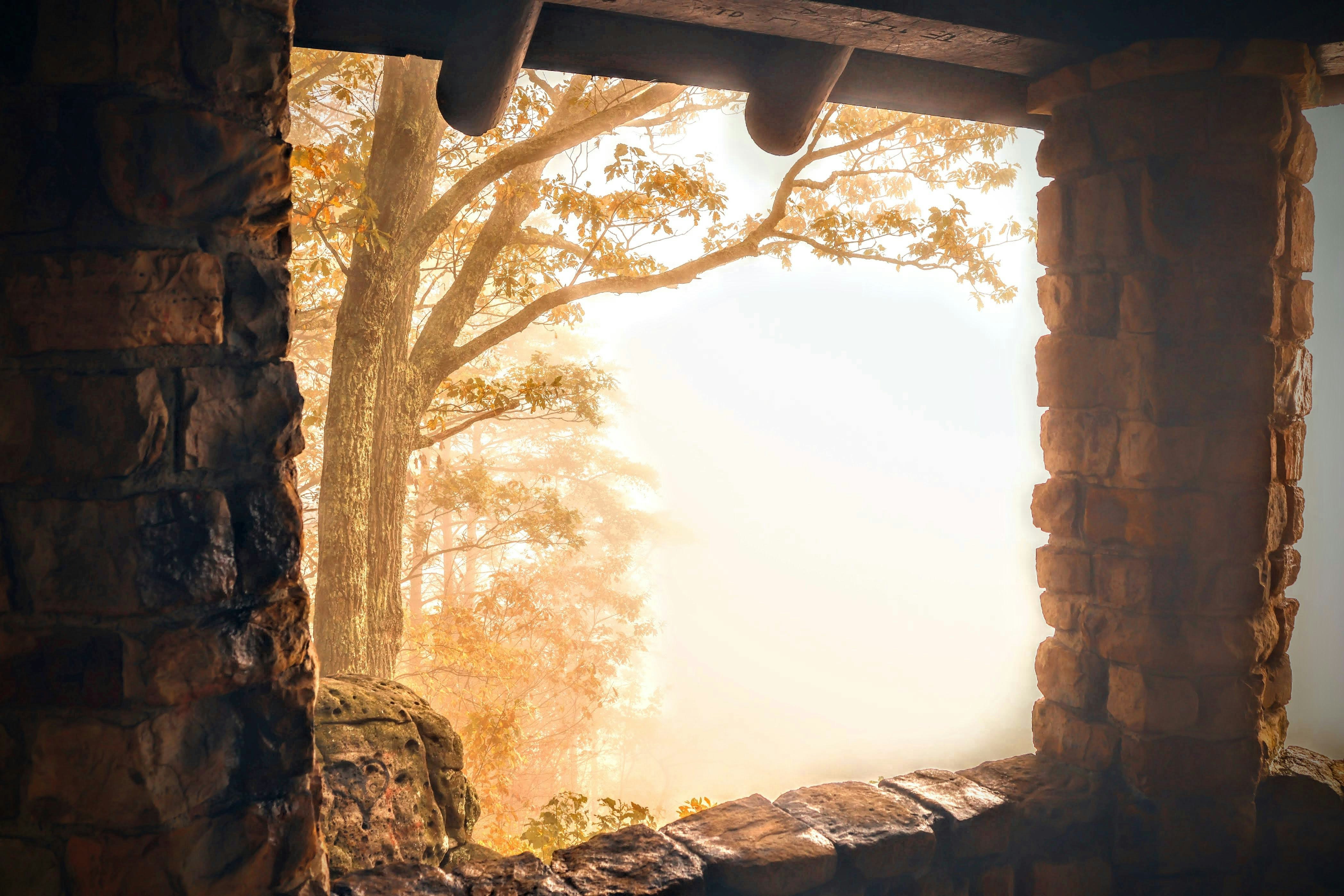 A window with a view of a forest