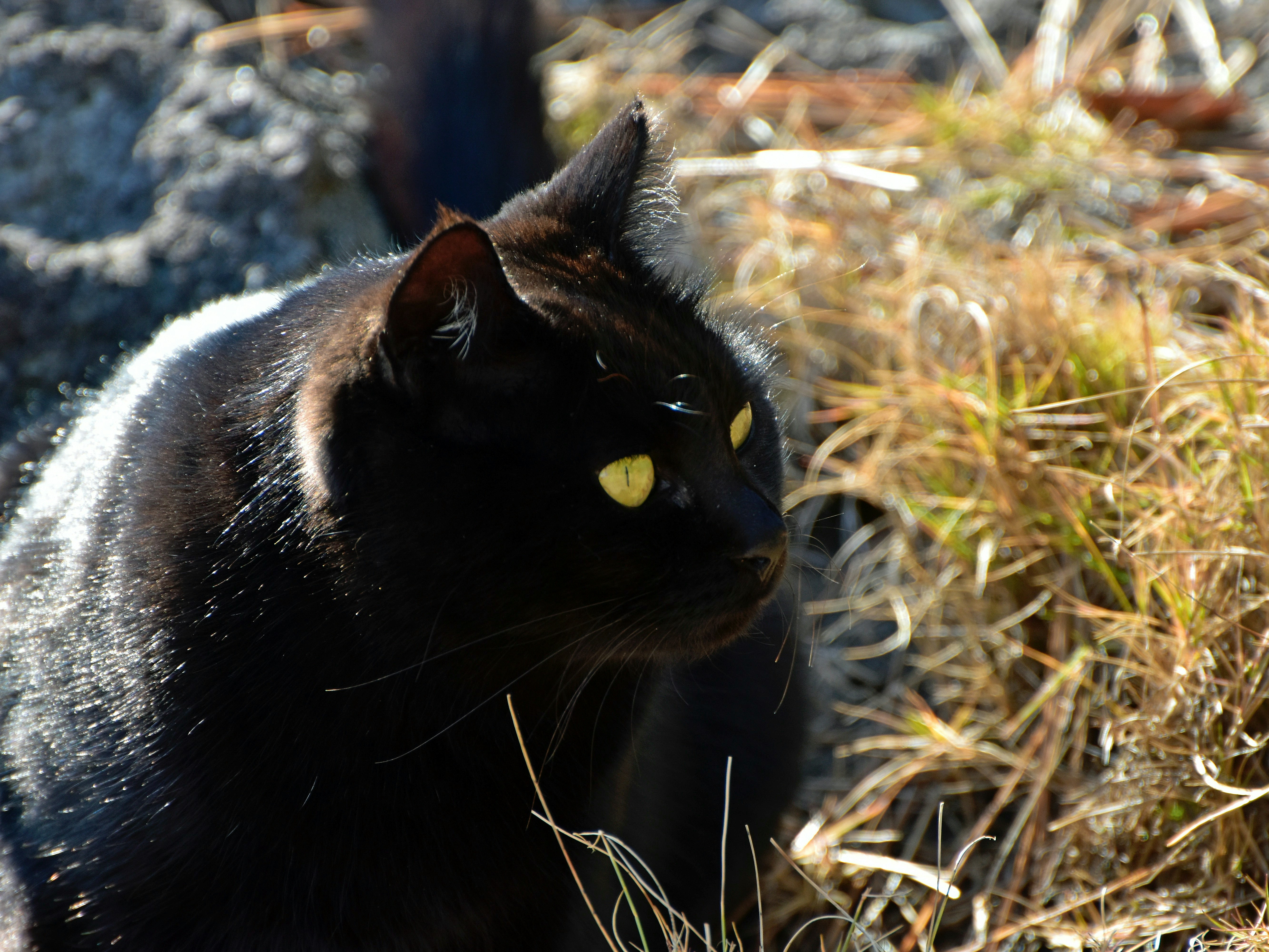 A black cat sitting on top of a grass covered field