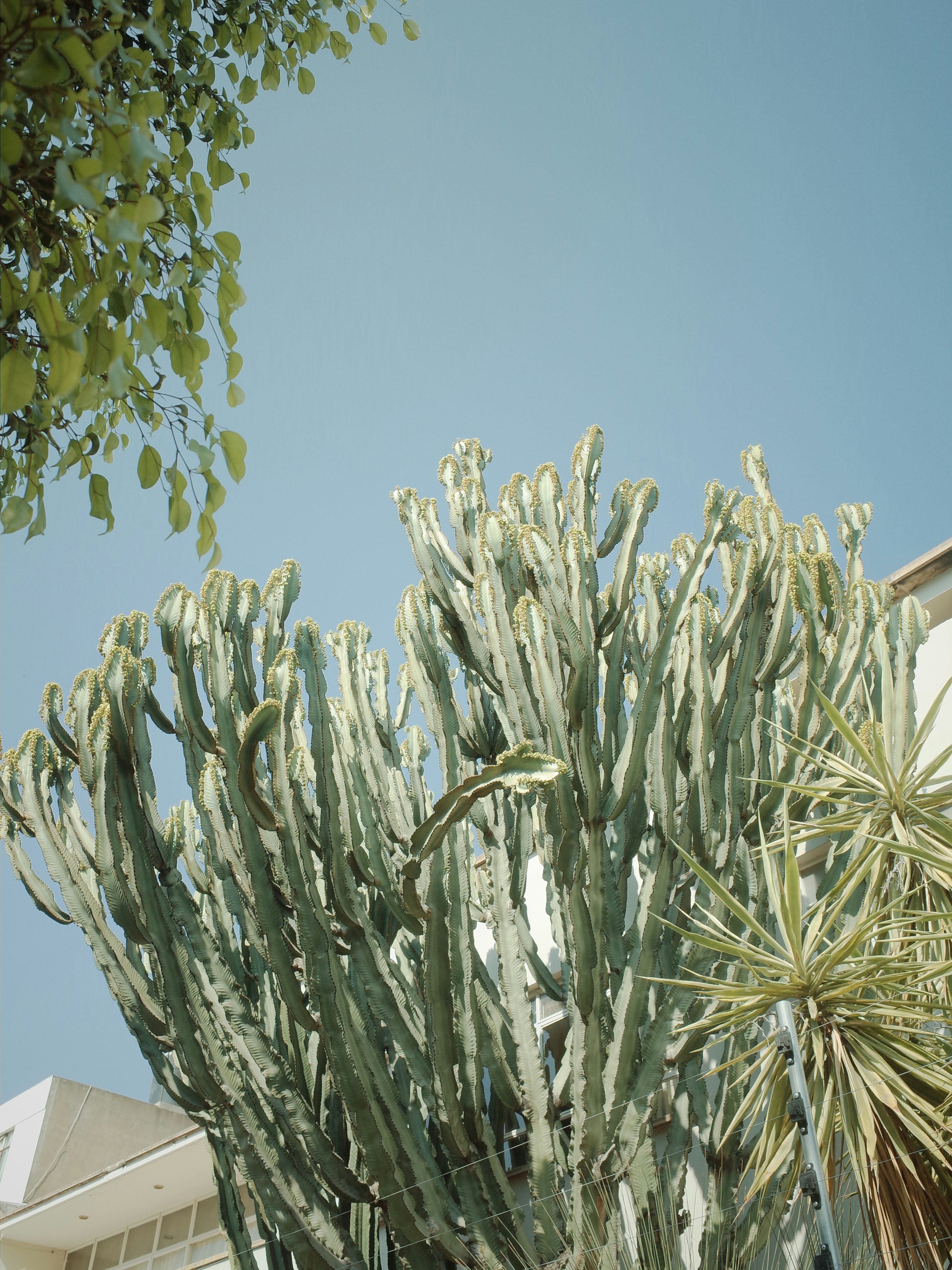 A large green plant sitting next to a tall building