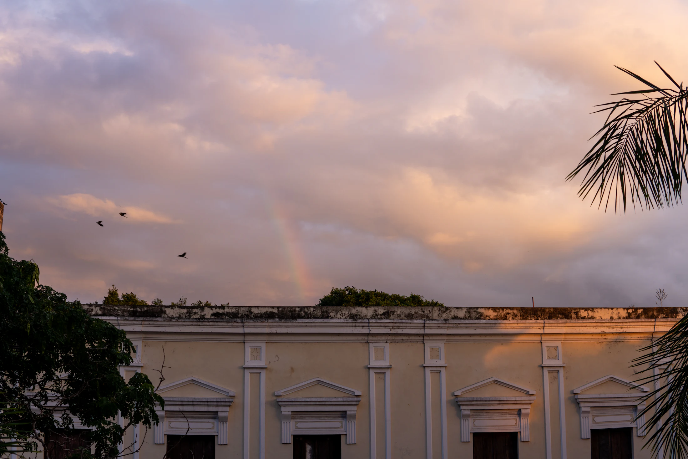 A colonial building with a palm tree in Mérida, Yucatán