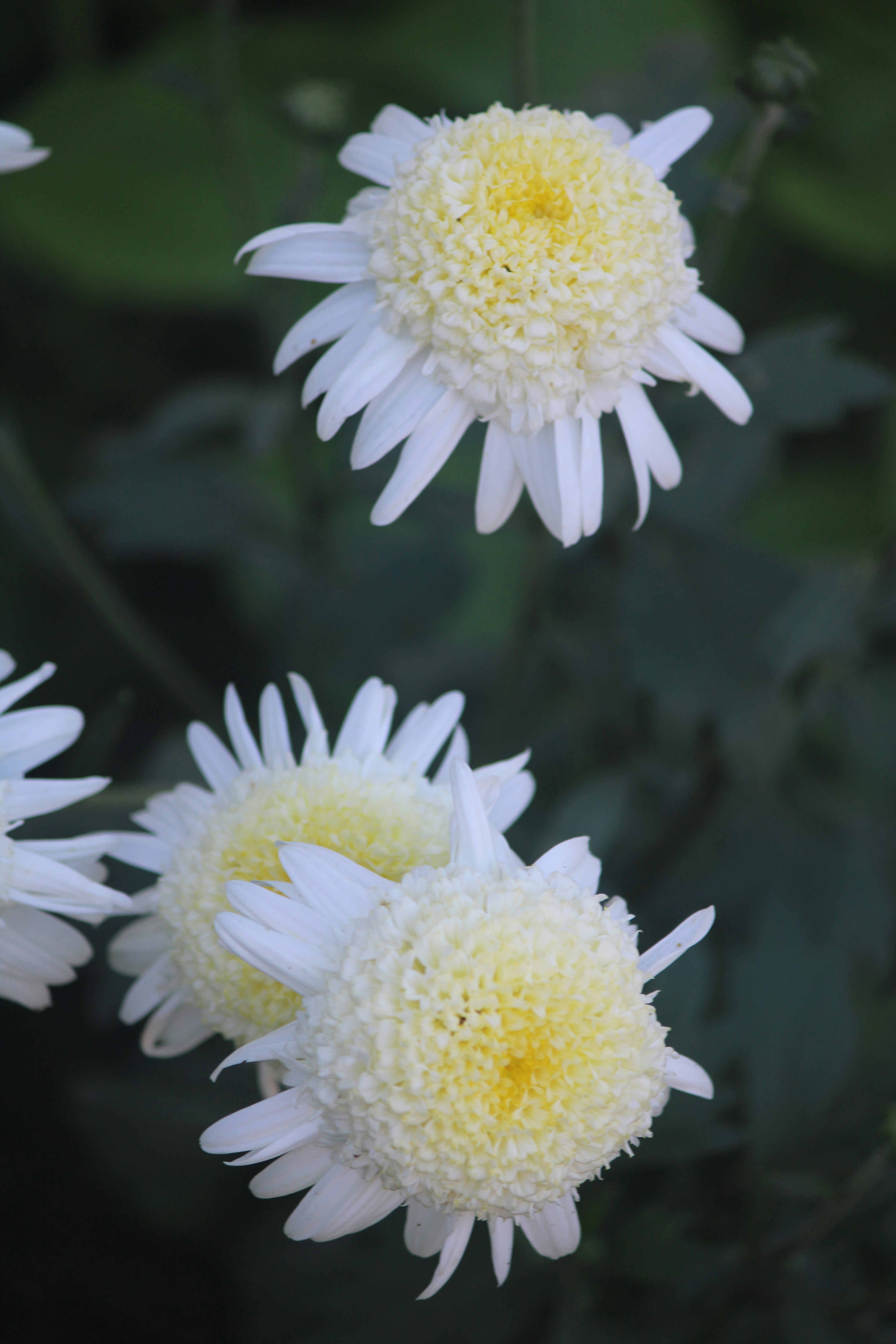 Un grupo de flores blancas con centros amarillos