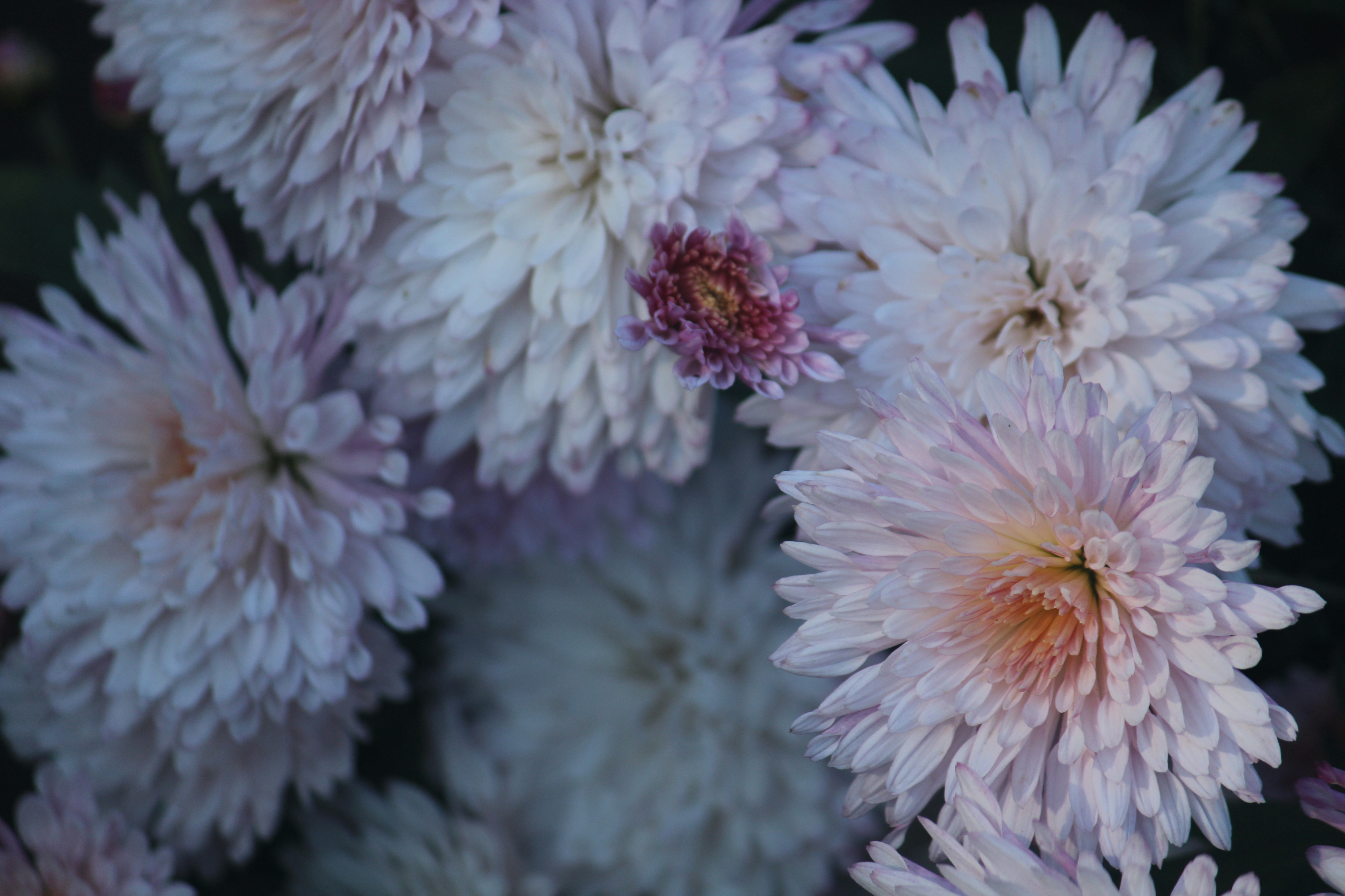 A close up of a bunch of flowers