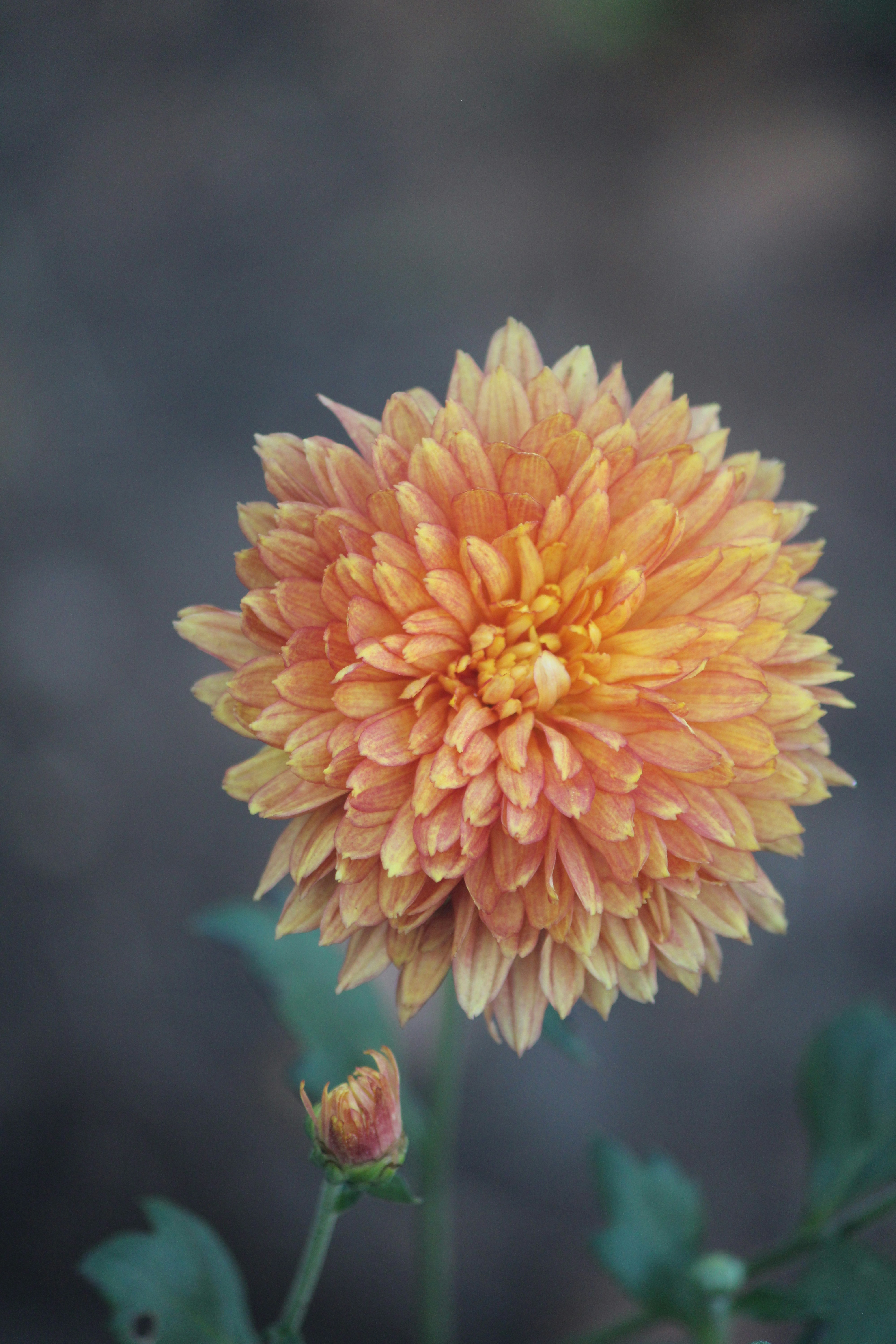 Una flor amarilla y naranja con hojas verdes