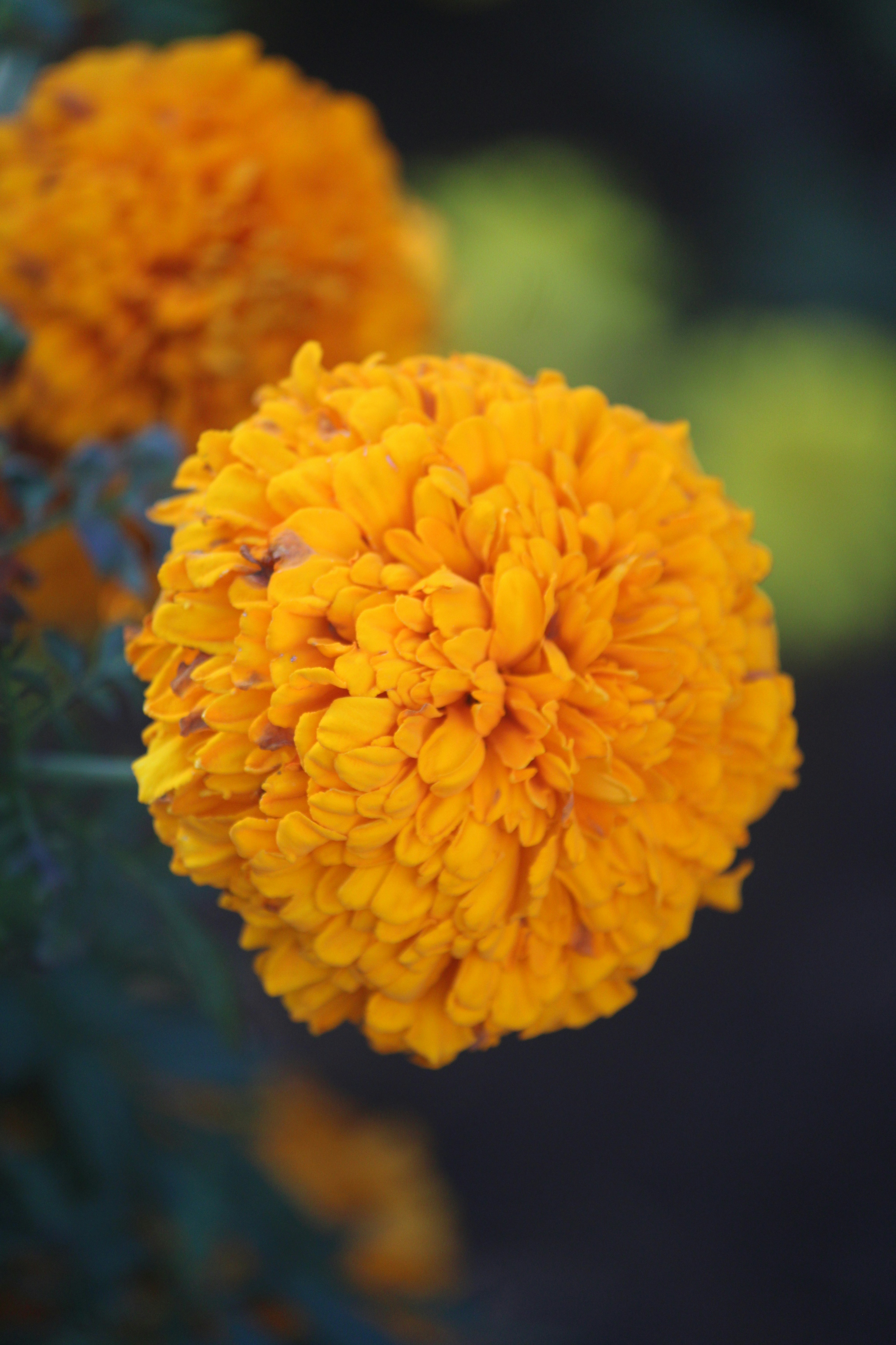 Photo by manoj_poosam