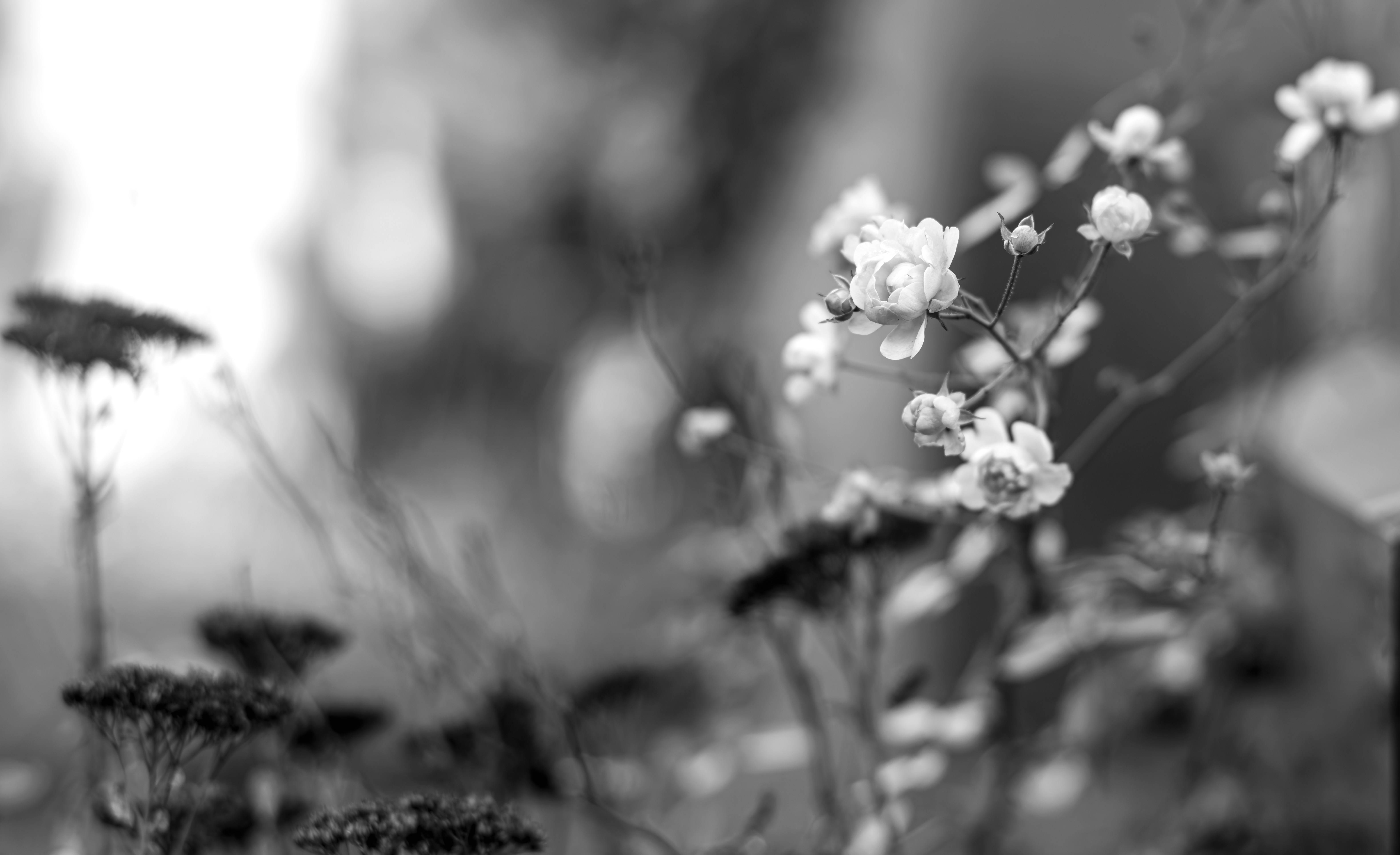 Photo by dieter_muenchen