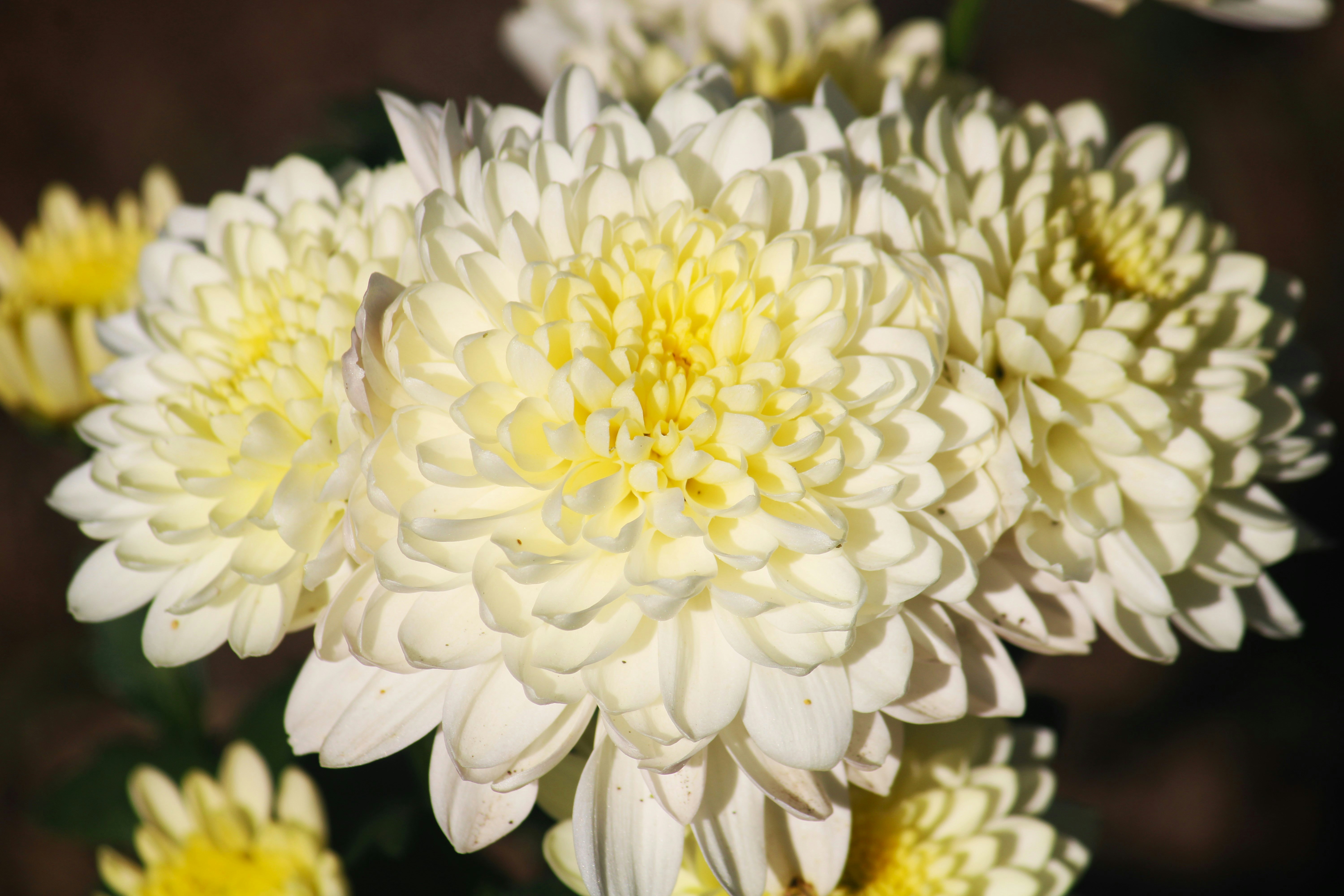 A bunch of white and yellow flowers in a vase