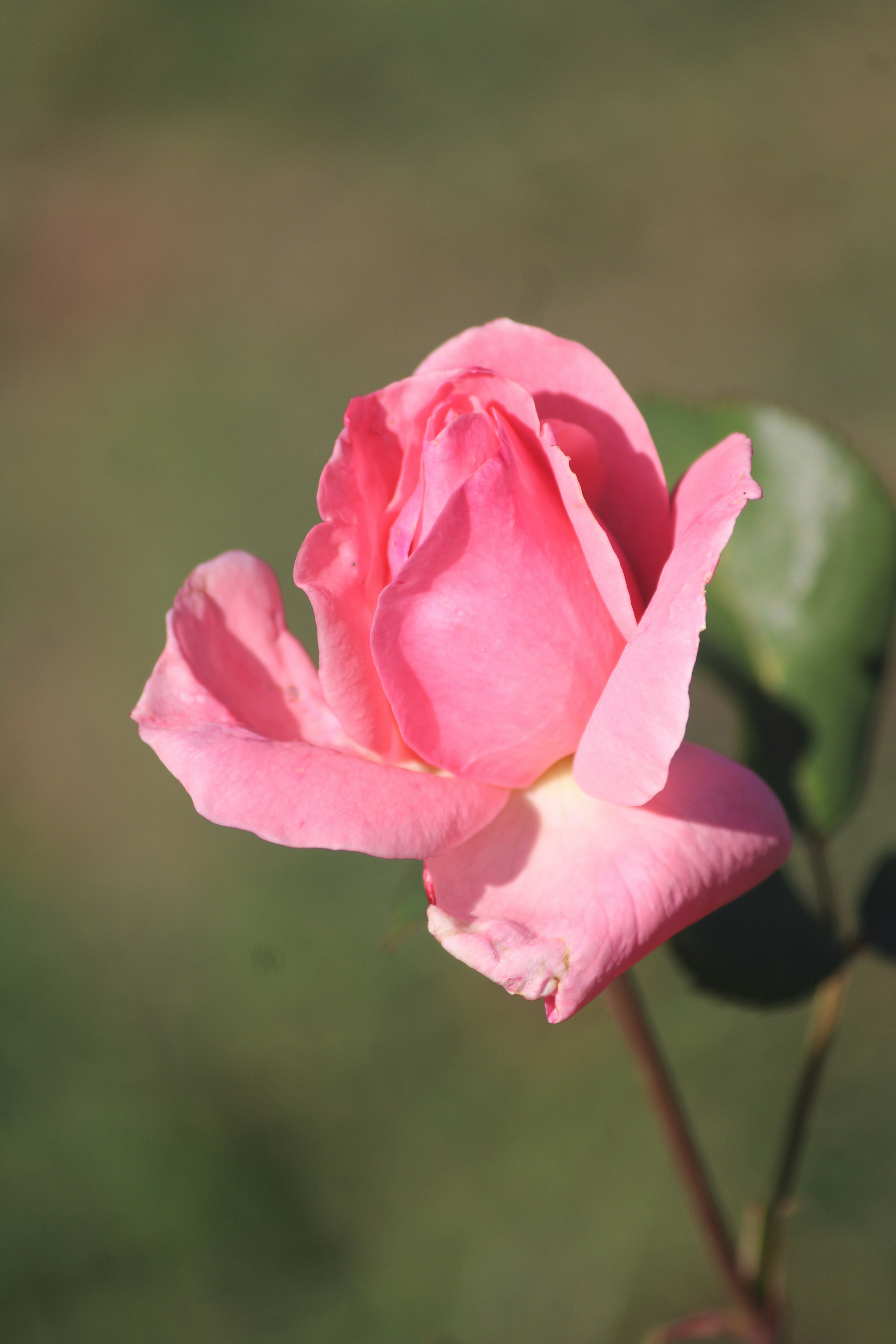 Photo by manoj_poosam