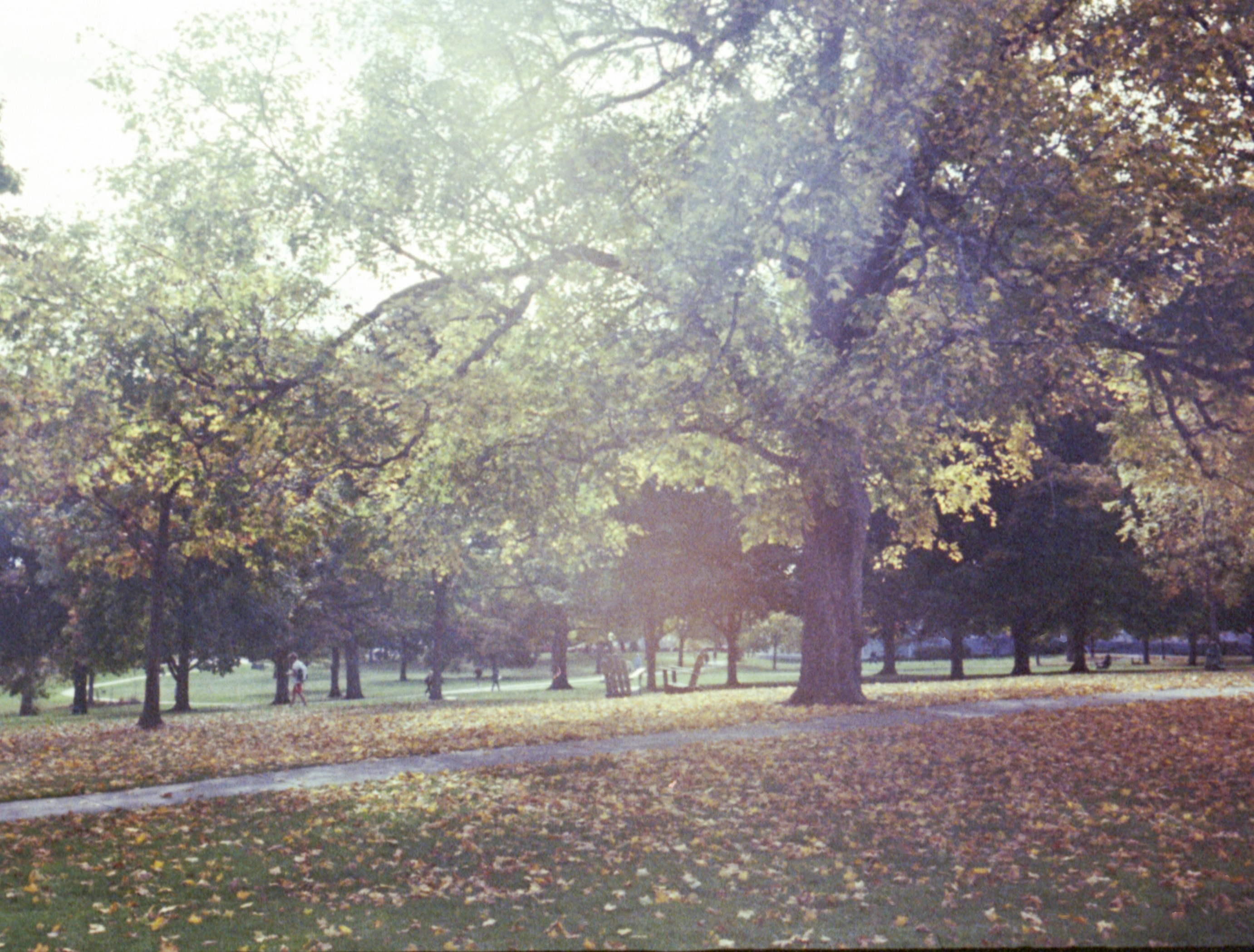 Park lawn covered in leaves under large trees