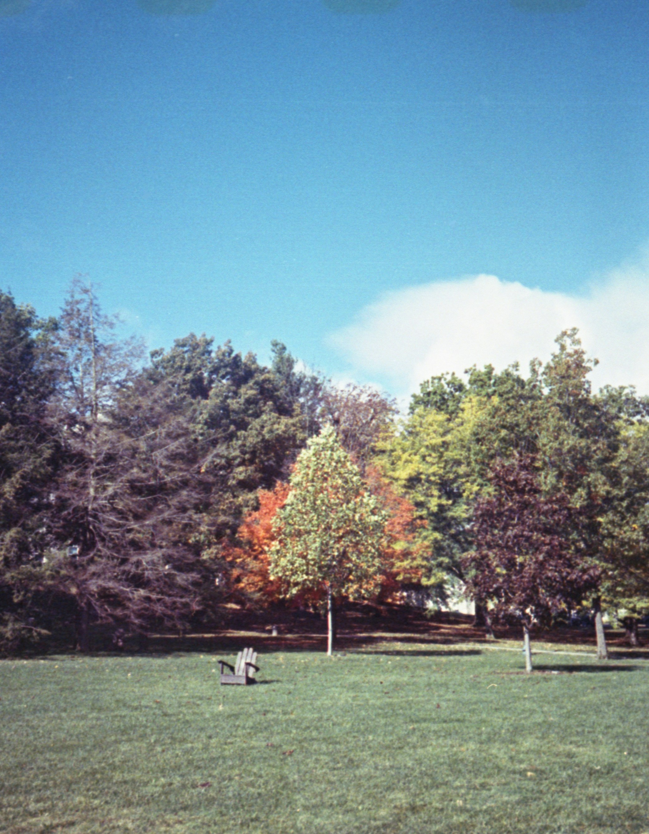 A grassy field with trees and a bench