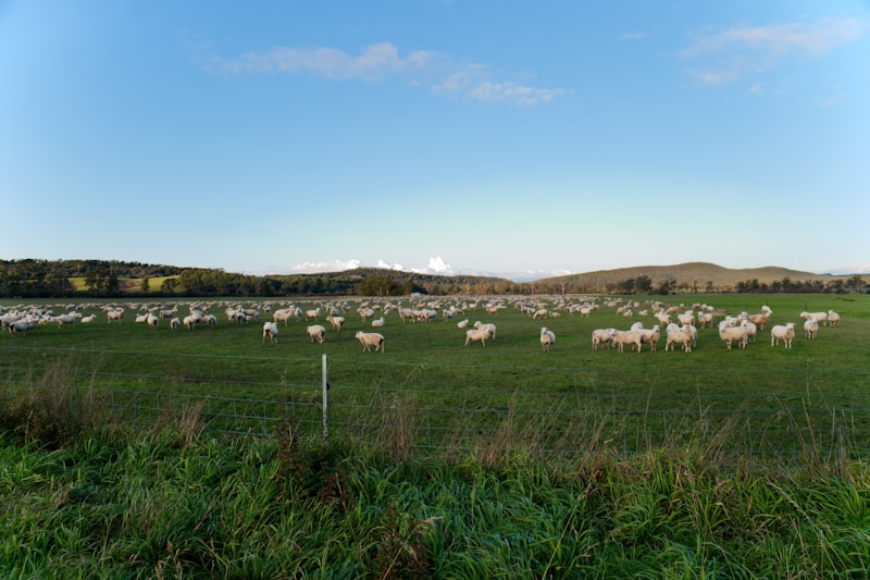 Woolsworth