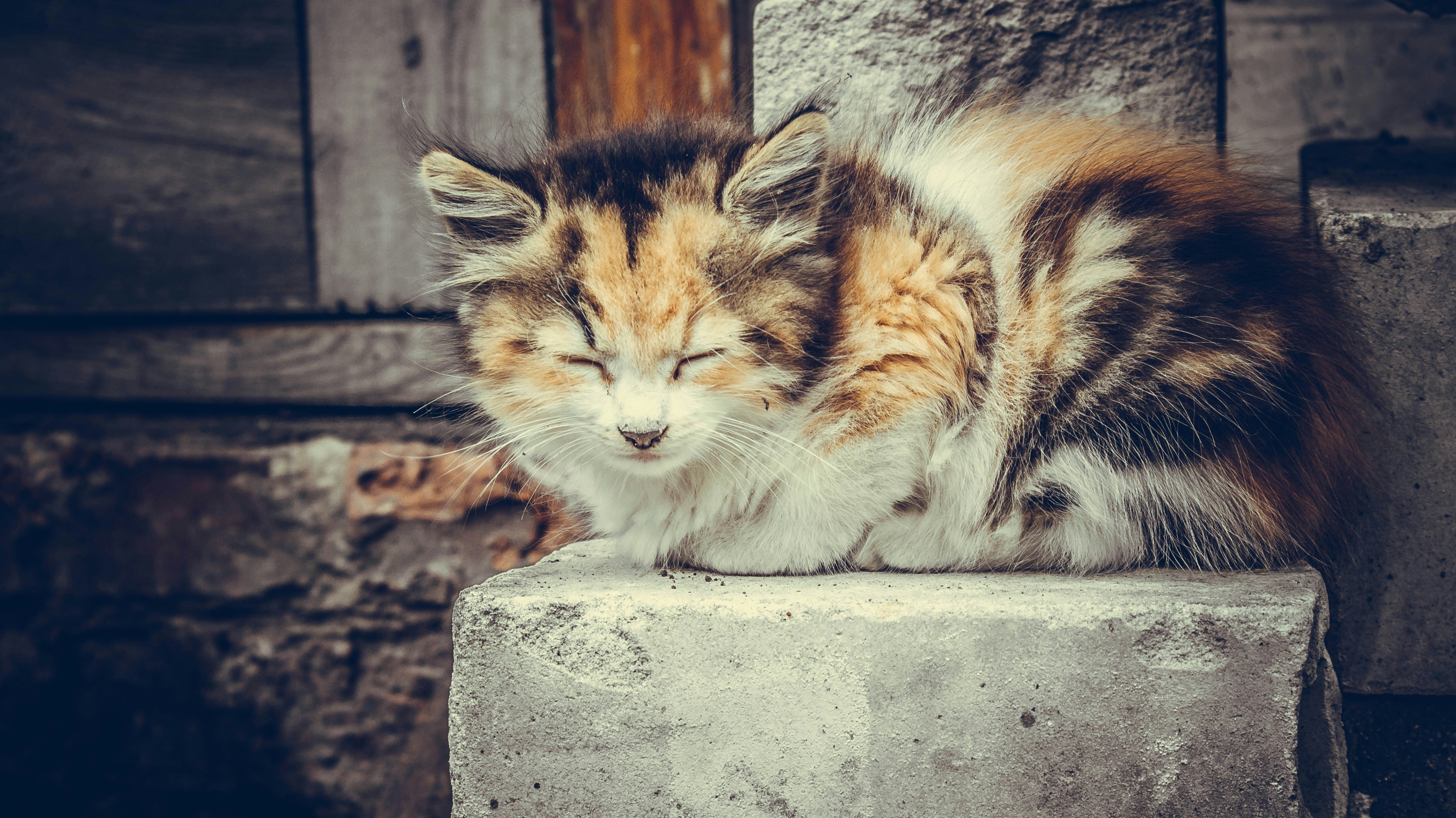Social Dynamics with Other Pets (image credits: unsplash)