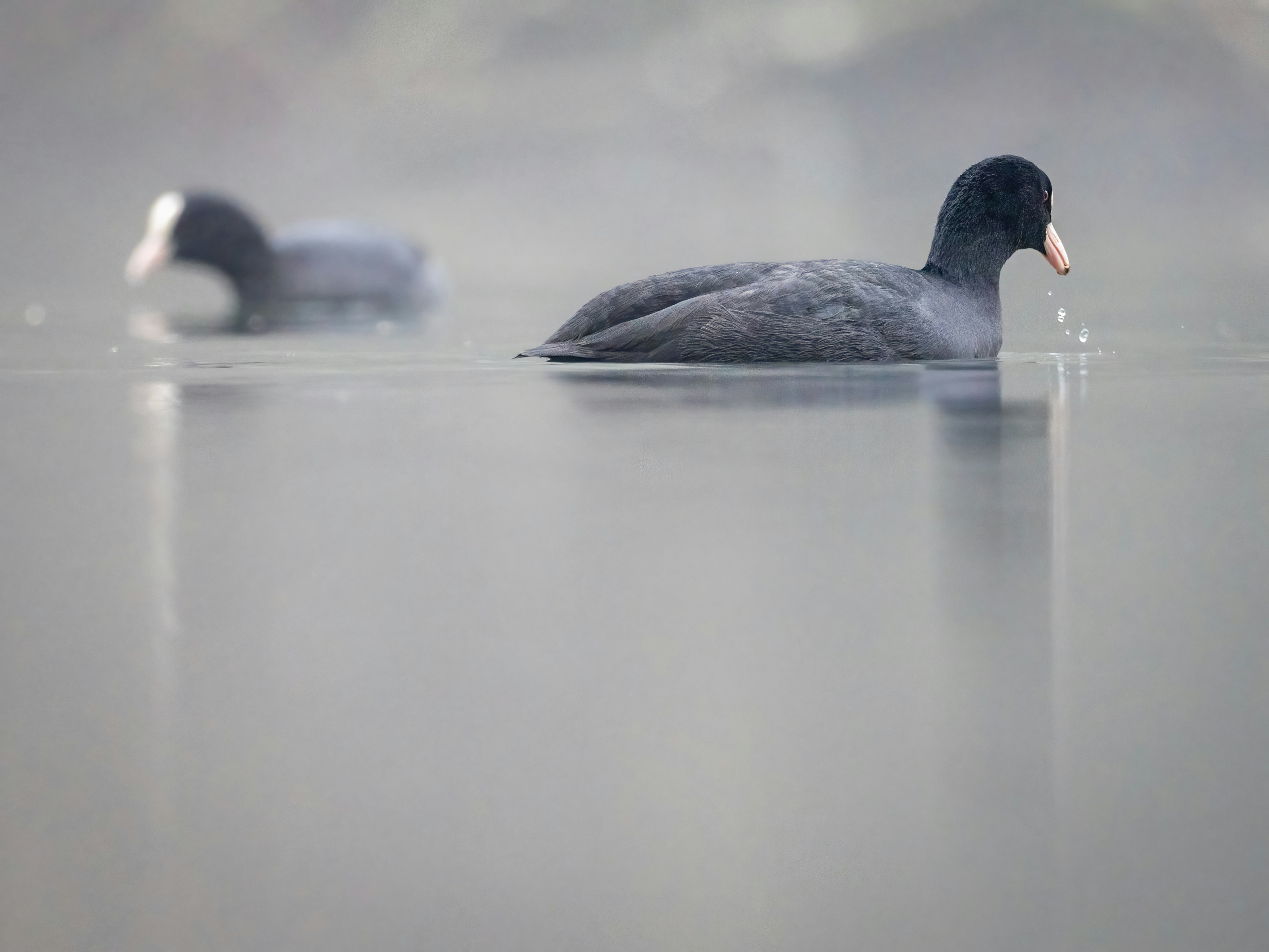 A couple of ducks floating on top of a lake
