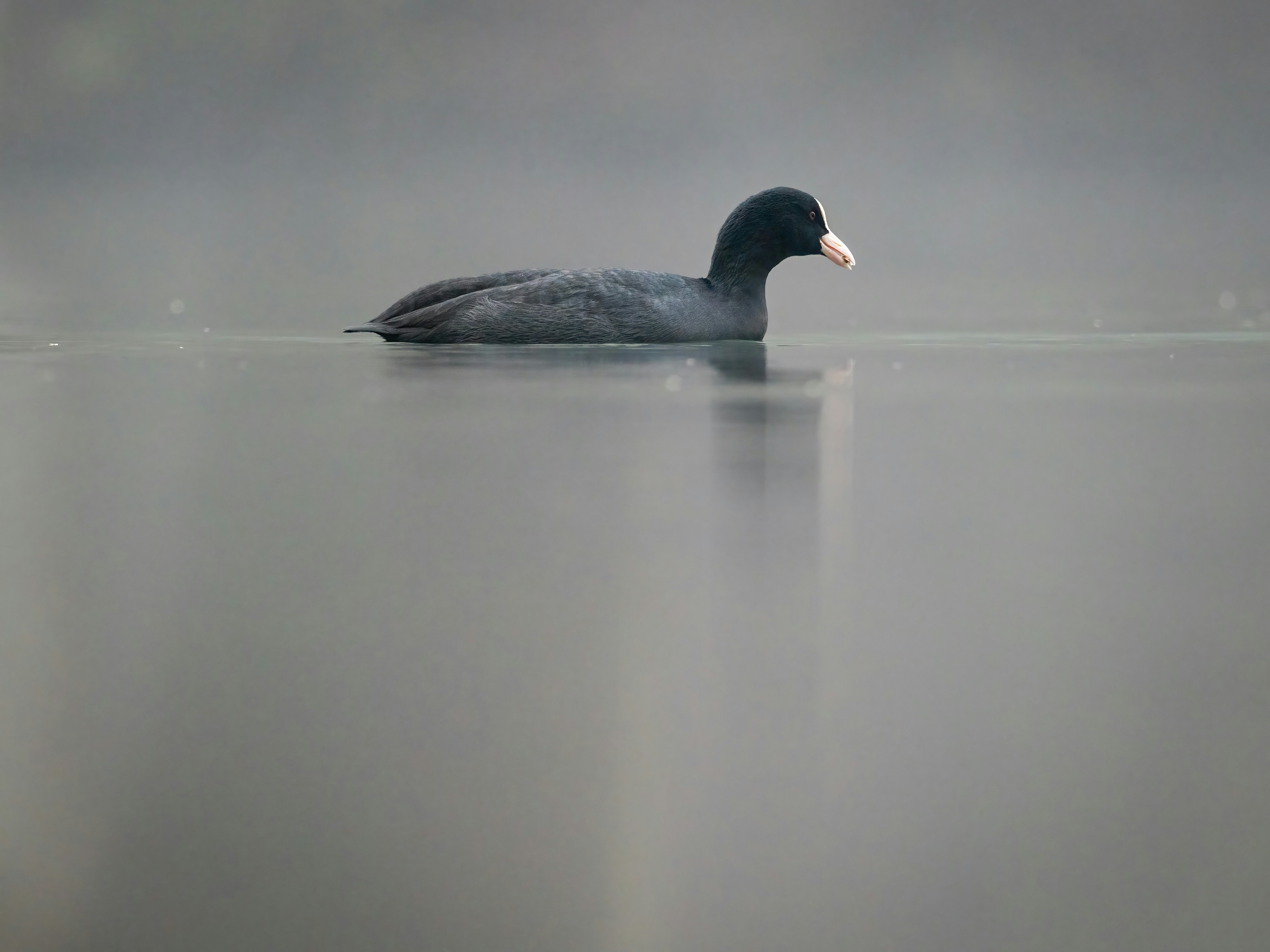 A bird floating on top of a body of water