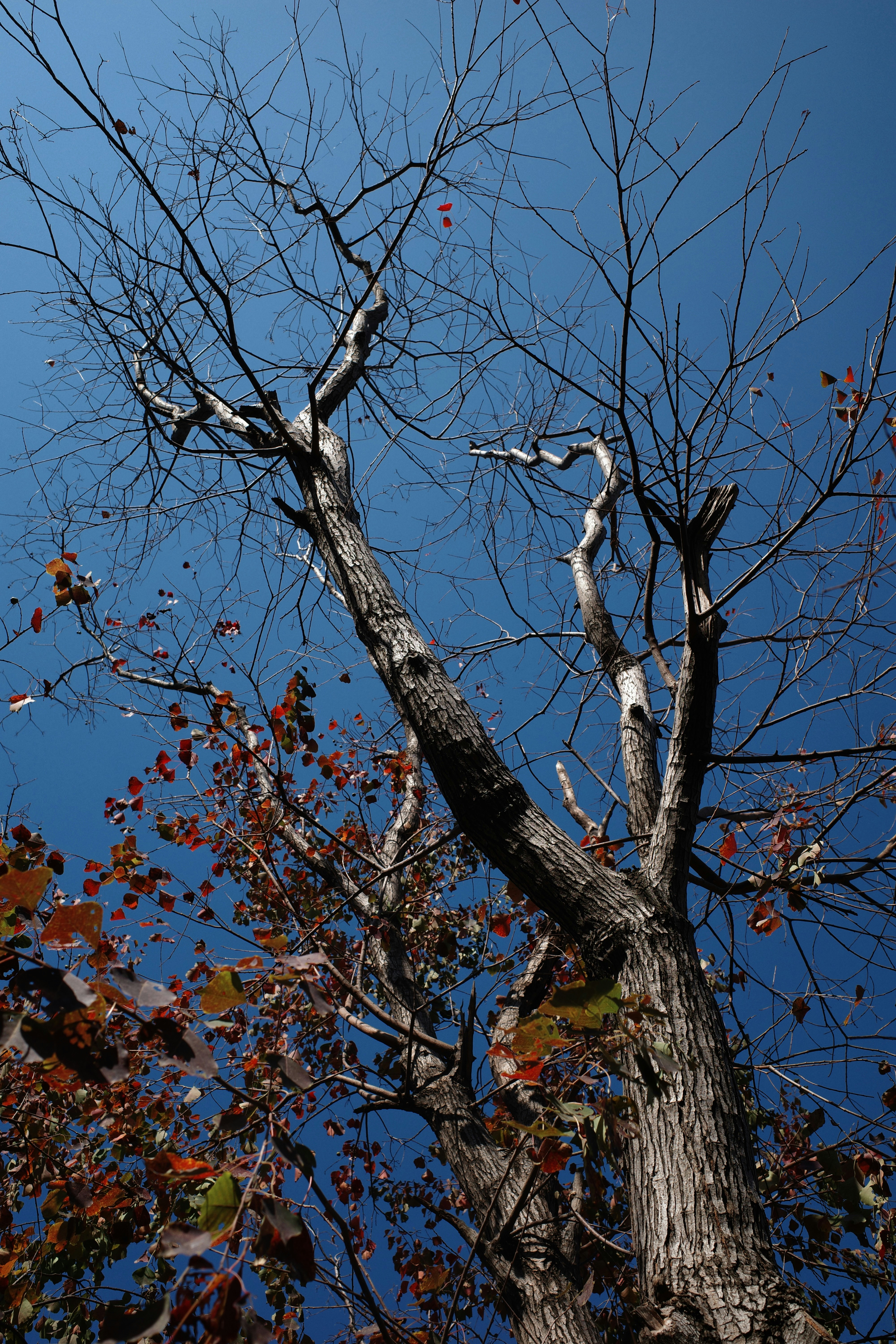 Photo by dickenslin76