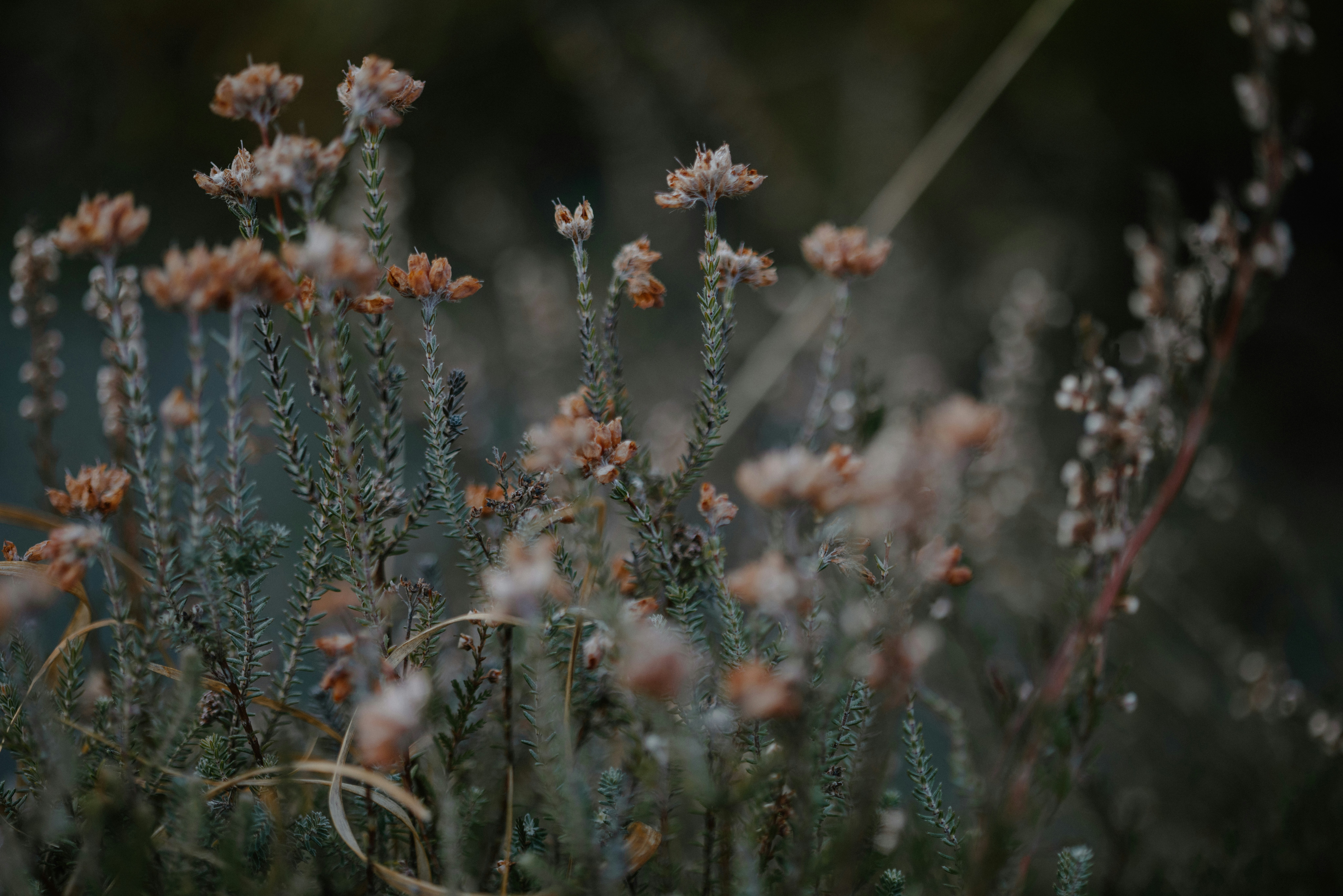 Photo by anniespratt