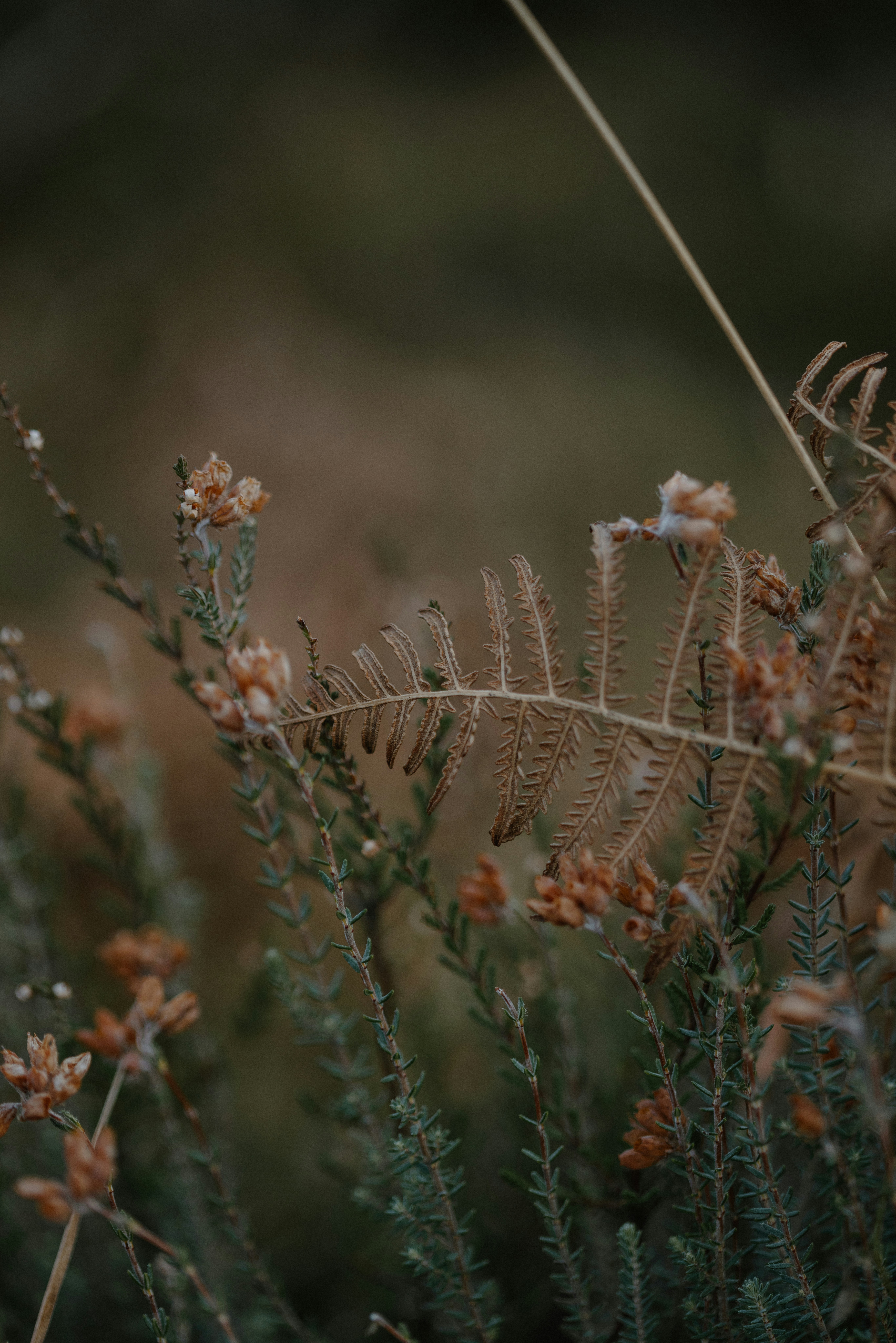 A close up of a plant with lots of flowers