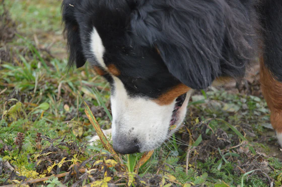 Mentrailing en Charente : où pratiquer cette activité avec votre chien ?