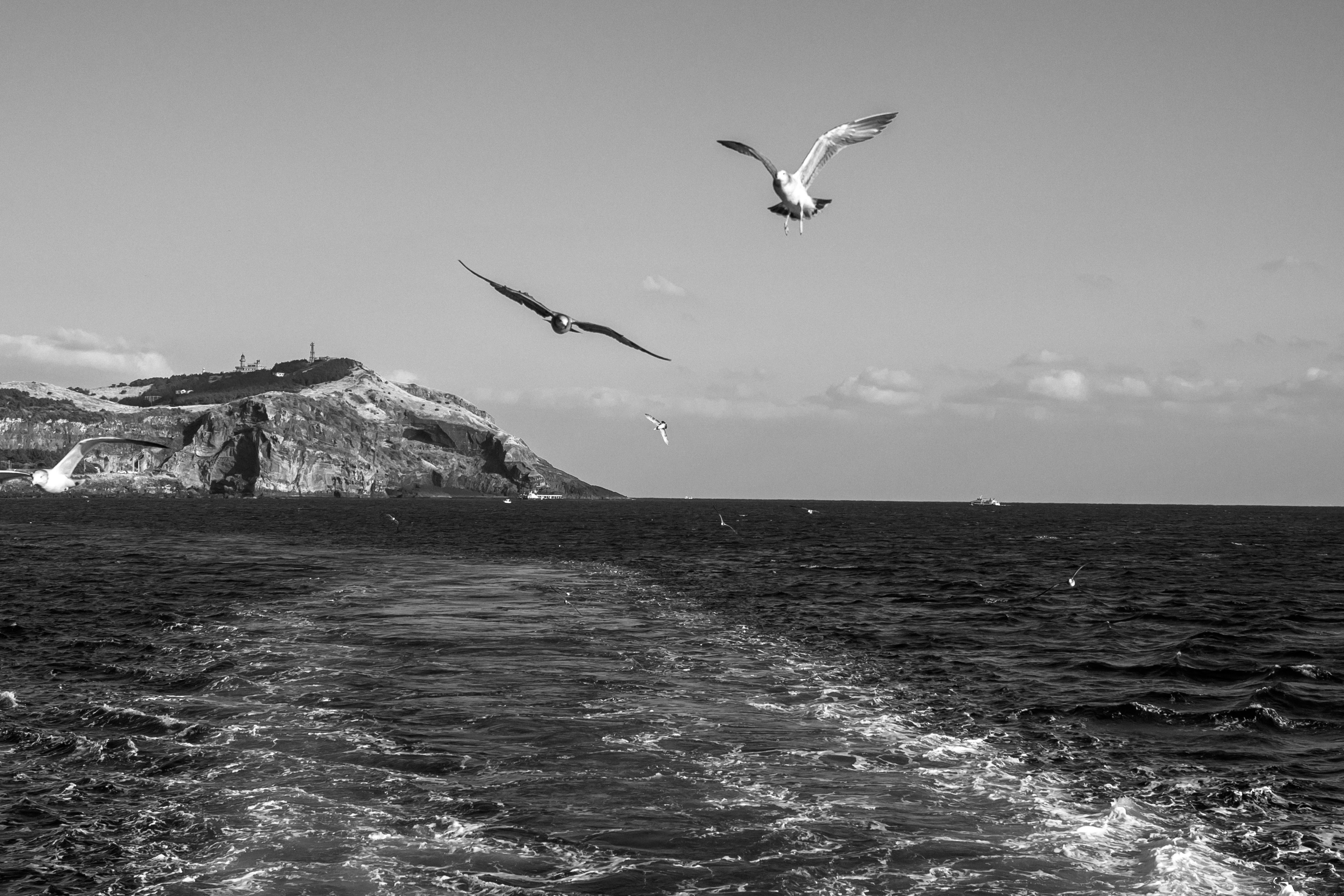A black and white photo of seagulls flying over the water photo – Free ...