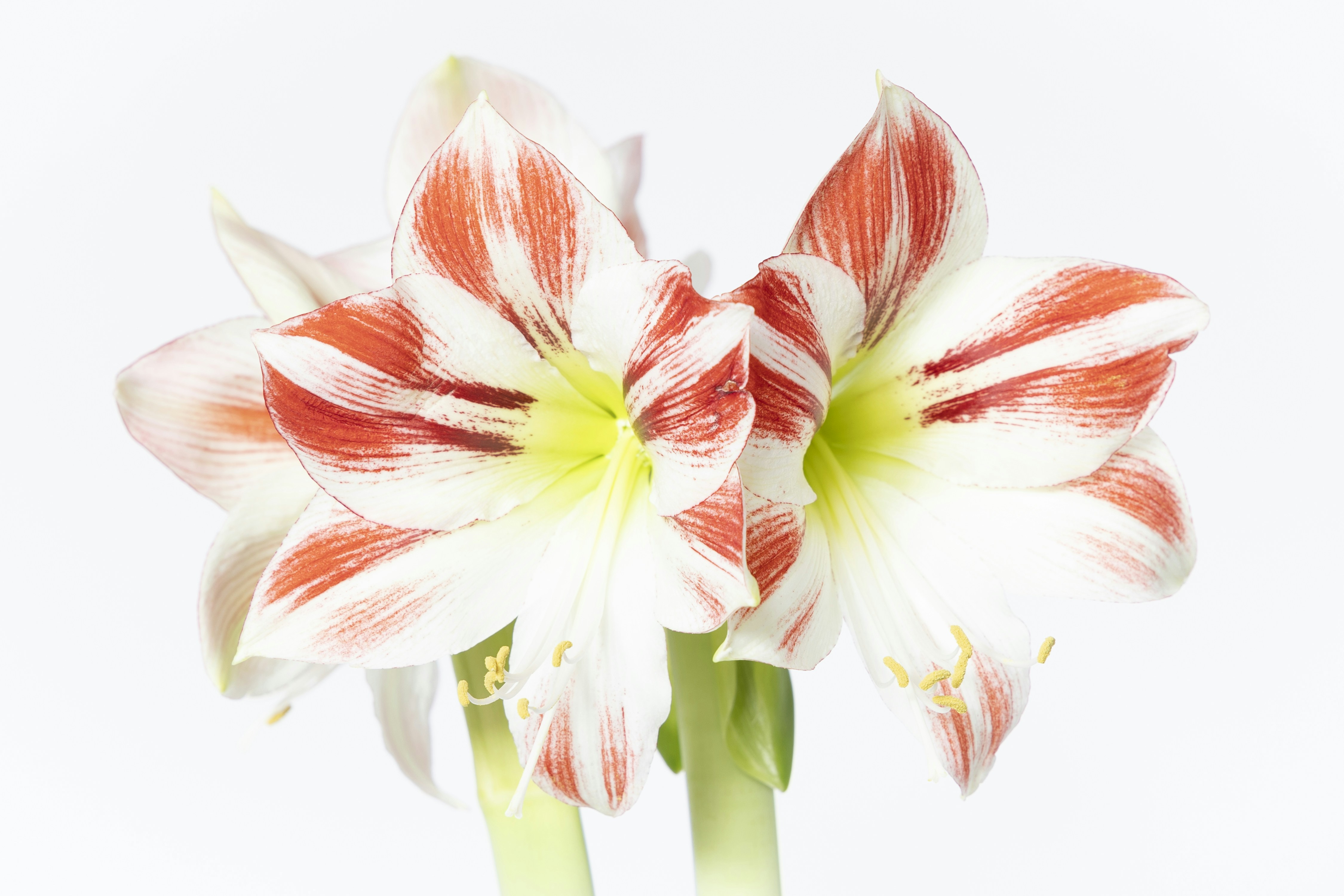 A couple of flowers that are in a vase