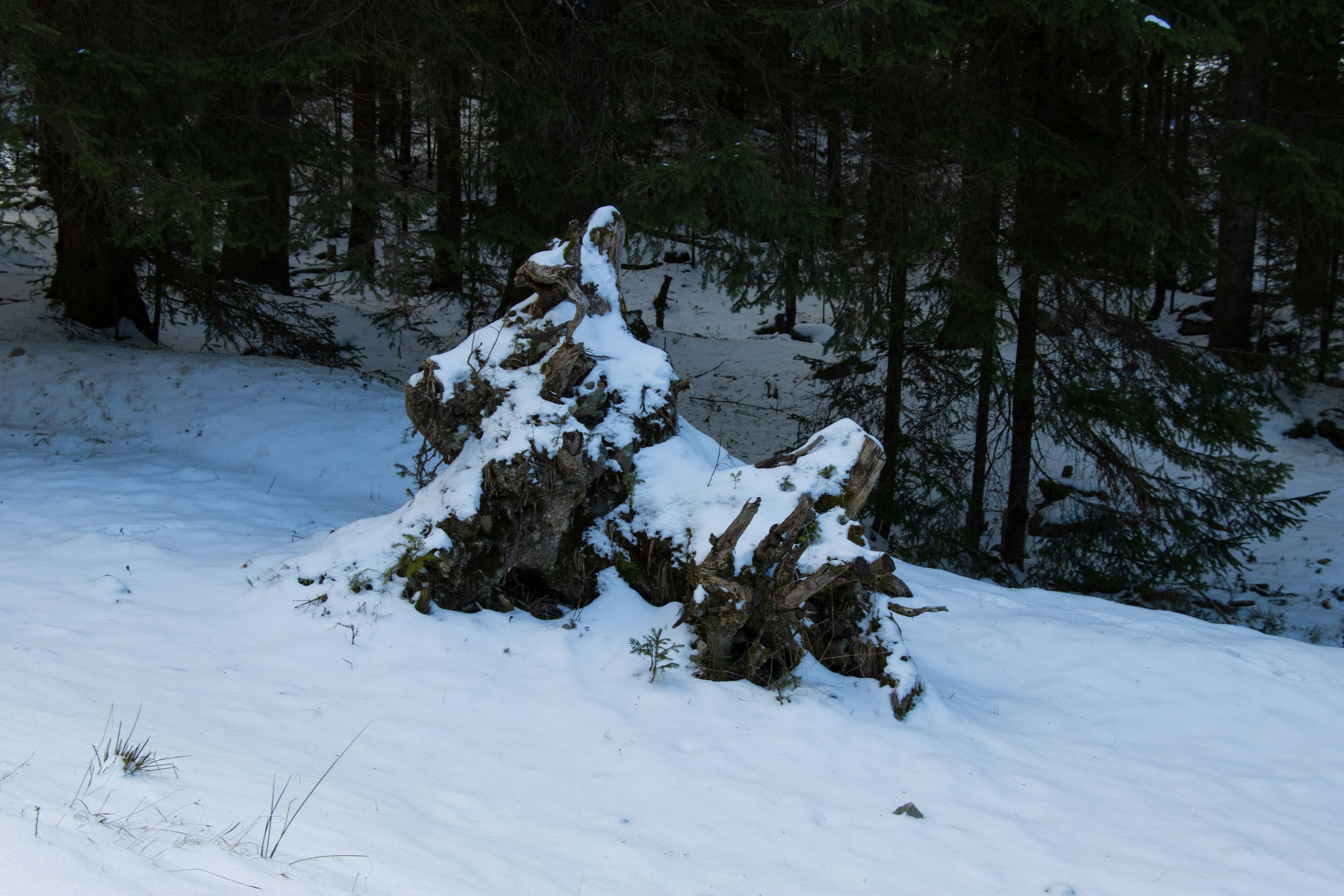 Photo by mechaowlstudios