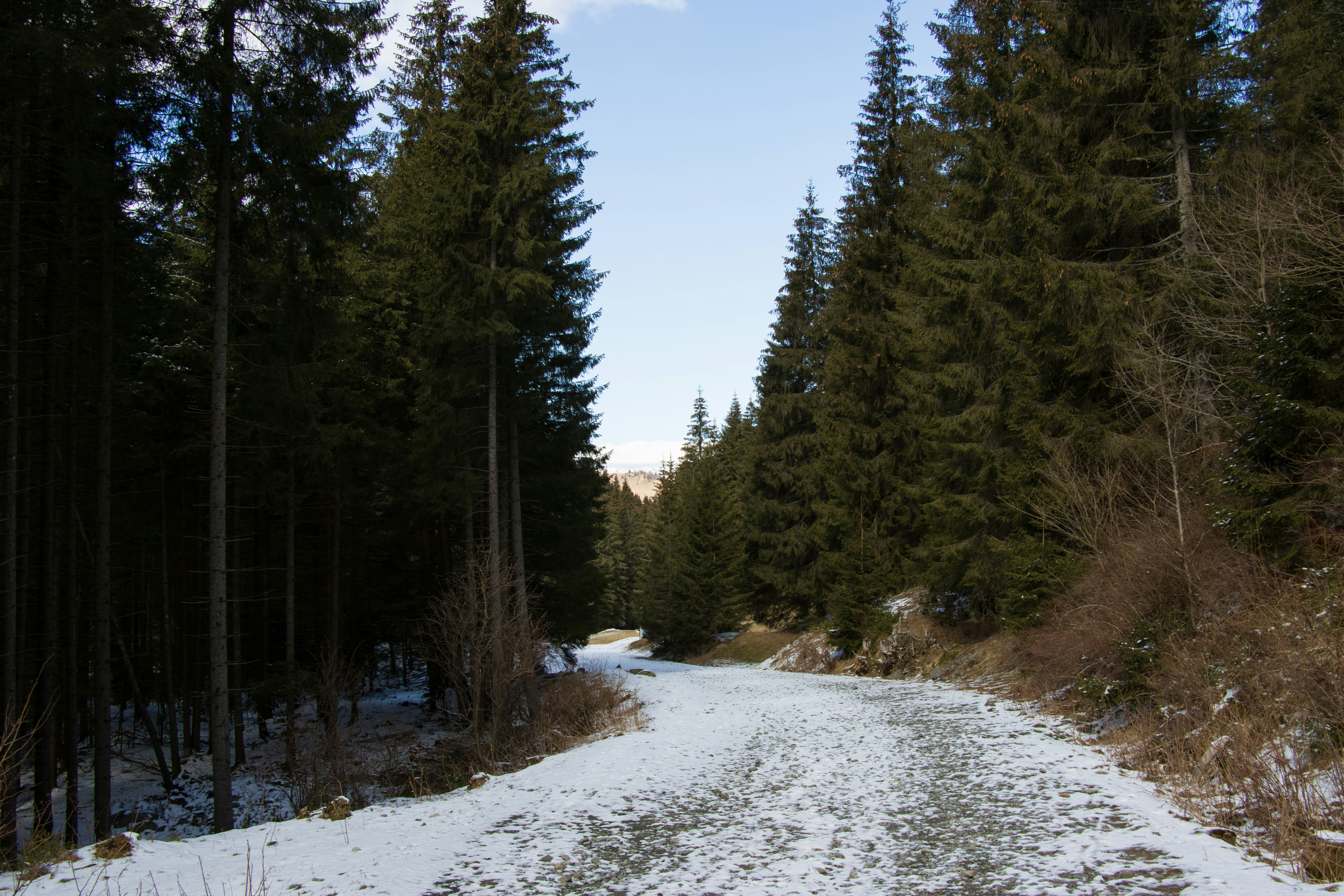 A peaceful moment captured in the heart of the forest, where nature thrives.