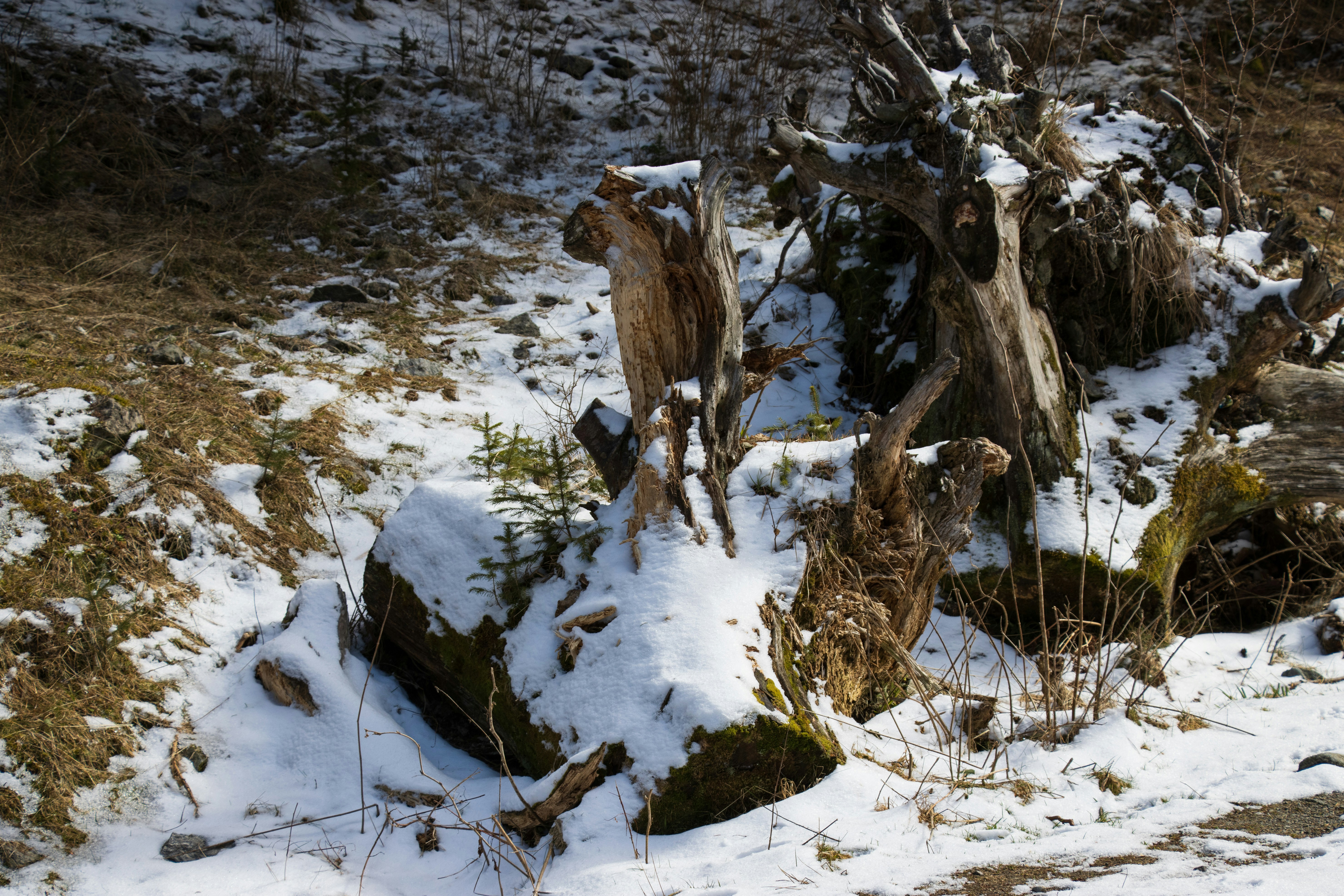 Photo by mechaowlstudios