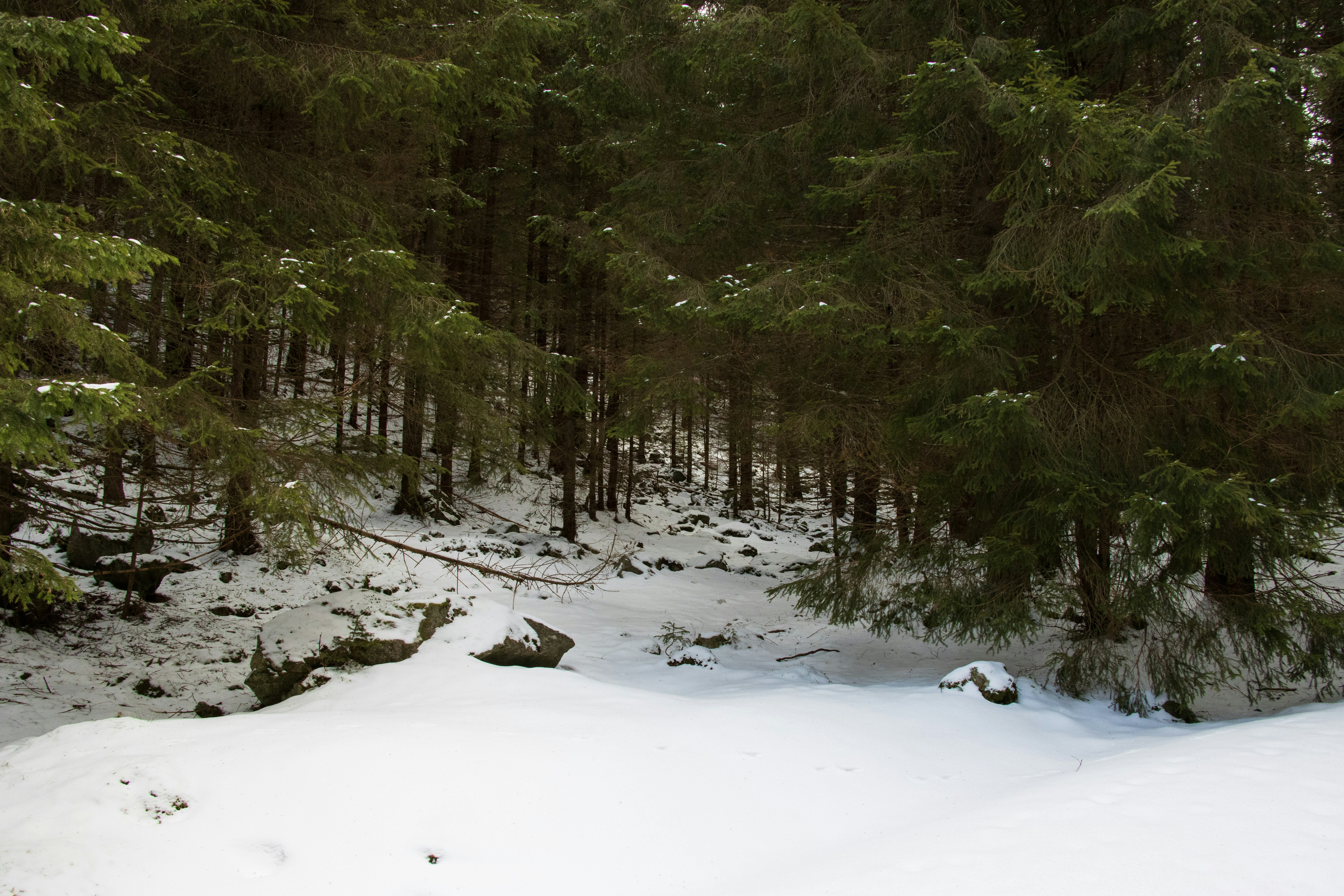 Photo by mechaowlstudios