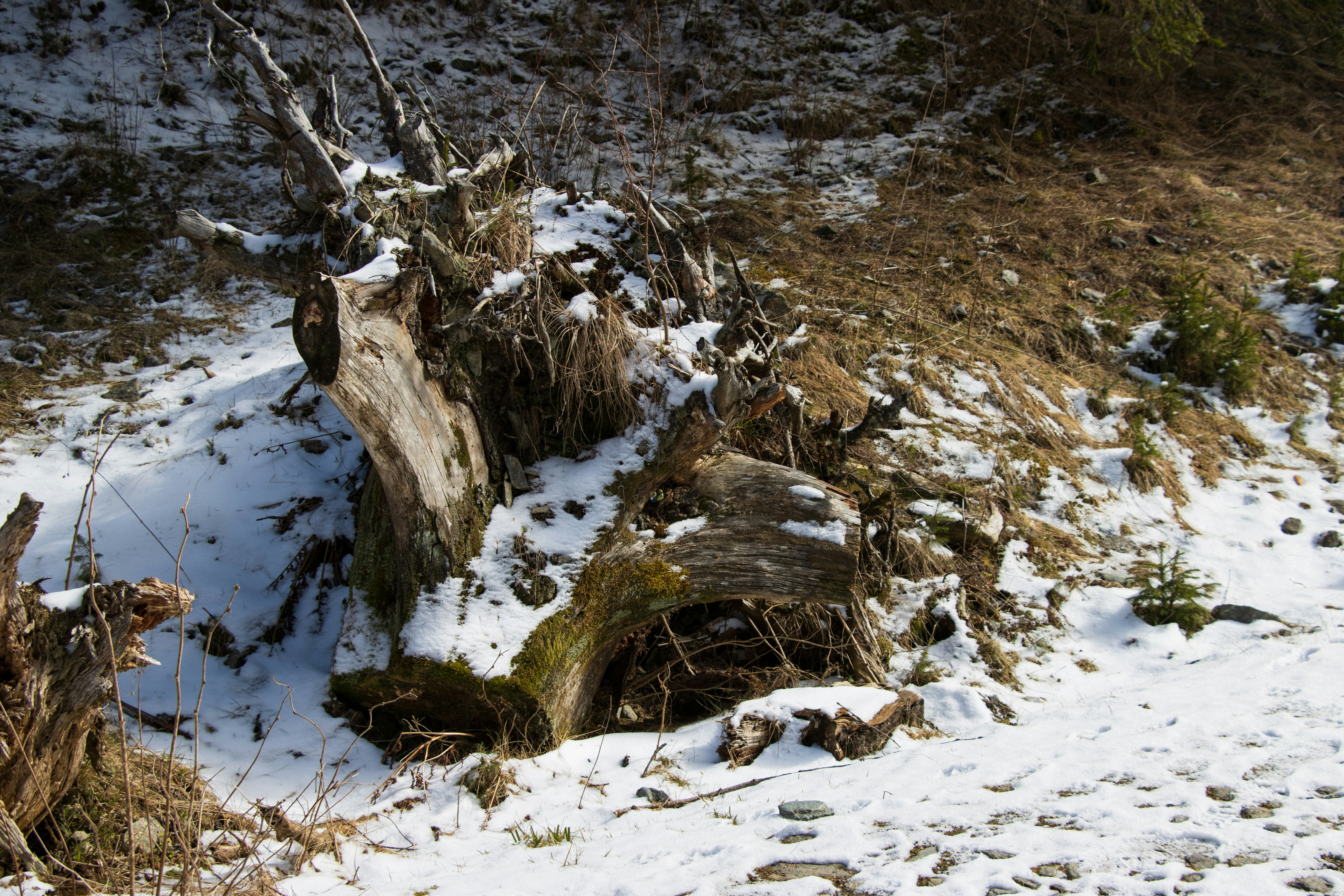 Photo by mechaowlstudios