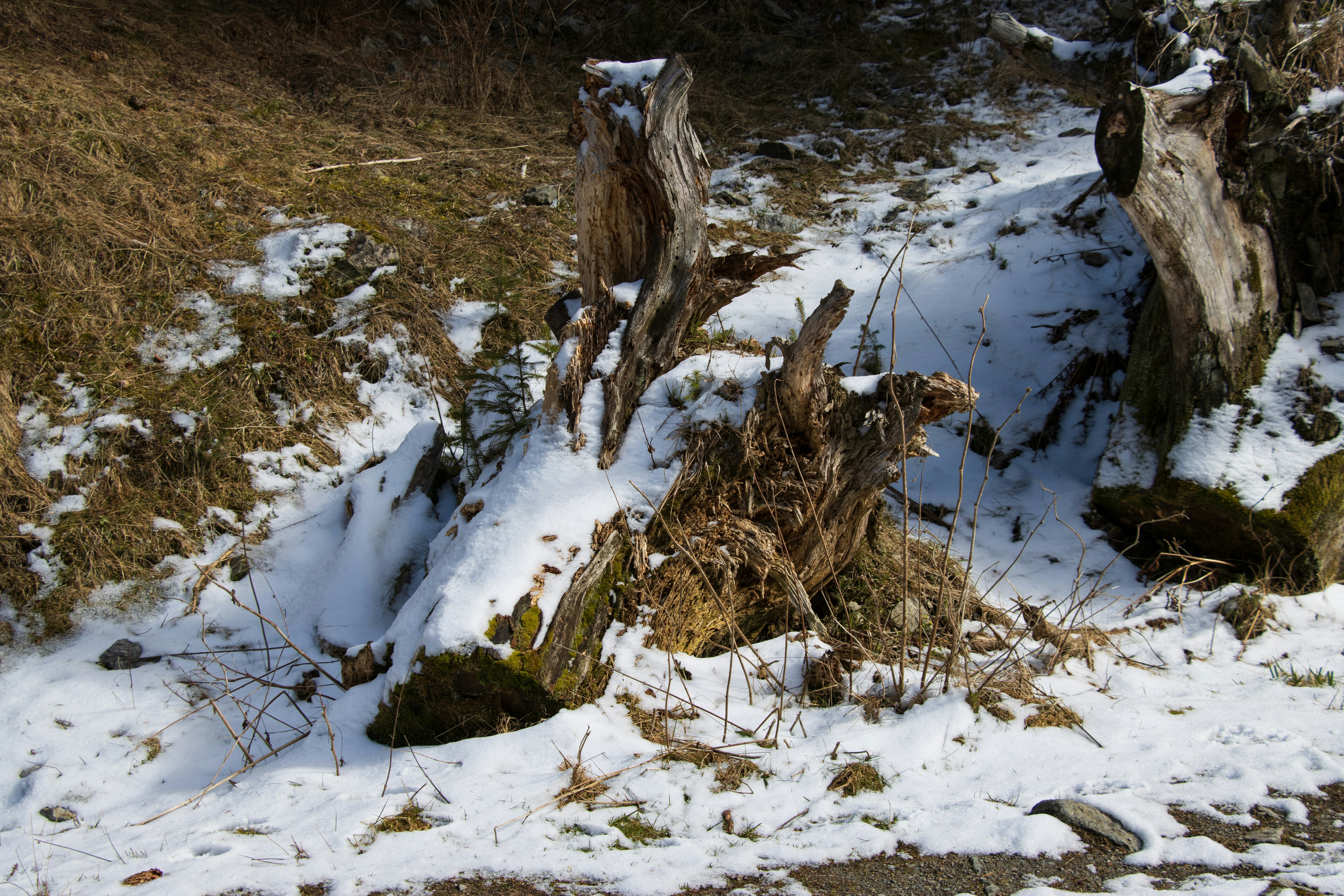 Photo by mechaowlstudios