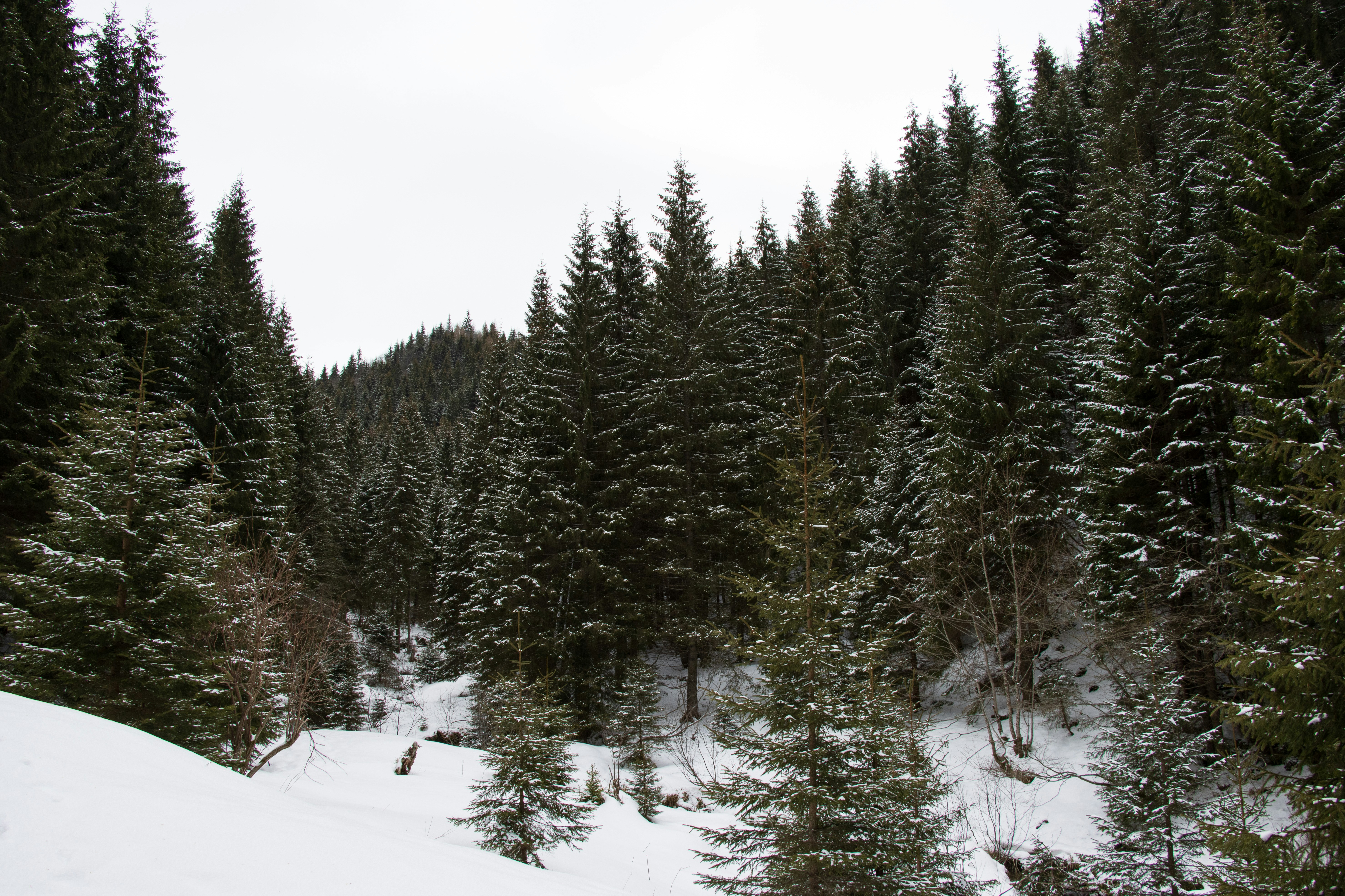 Photo by mechaowlstudios