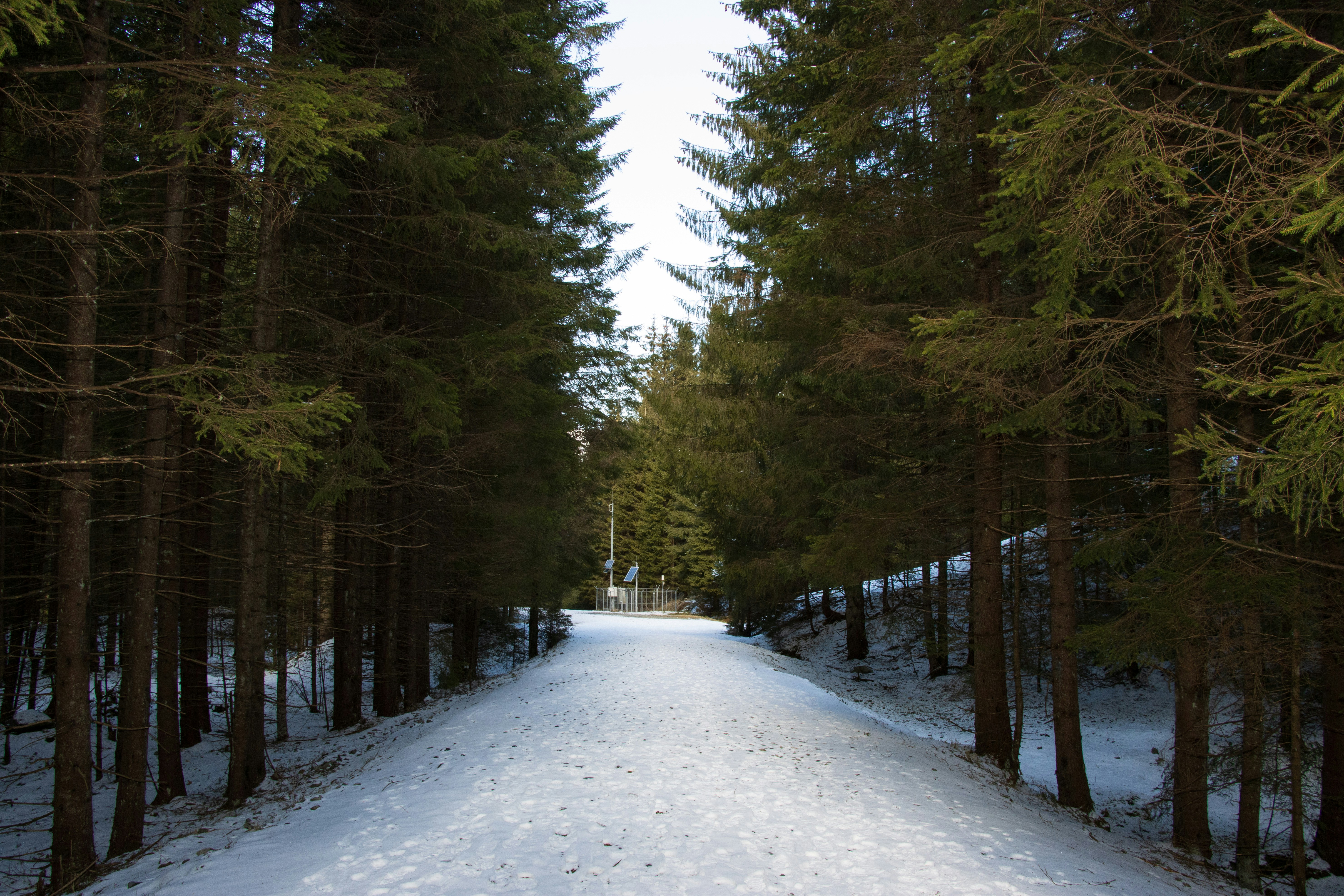 A snow covered road surrounded by trees and snow