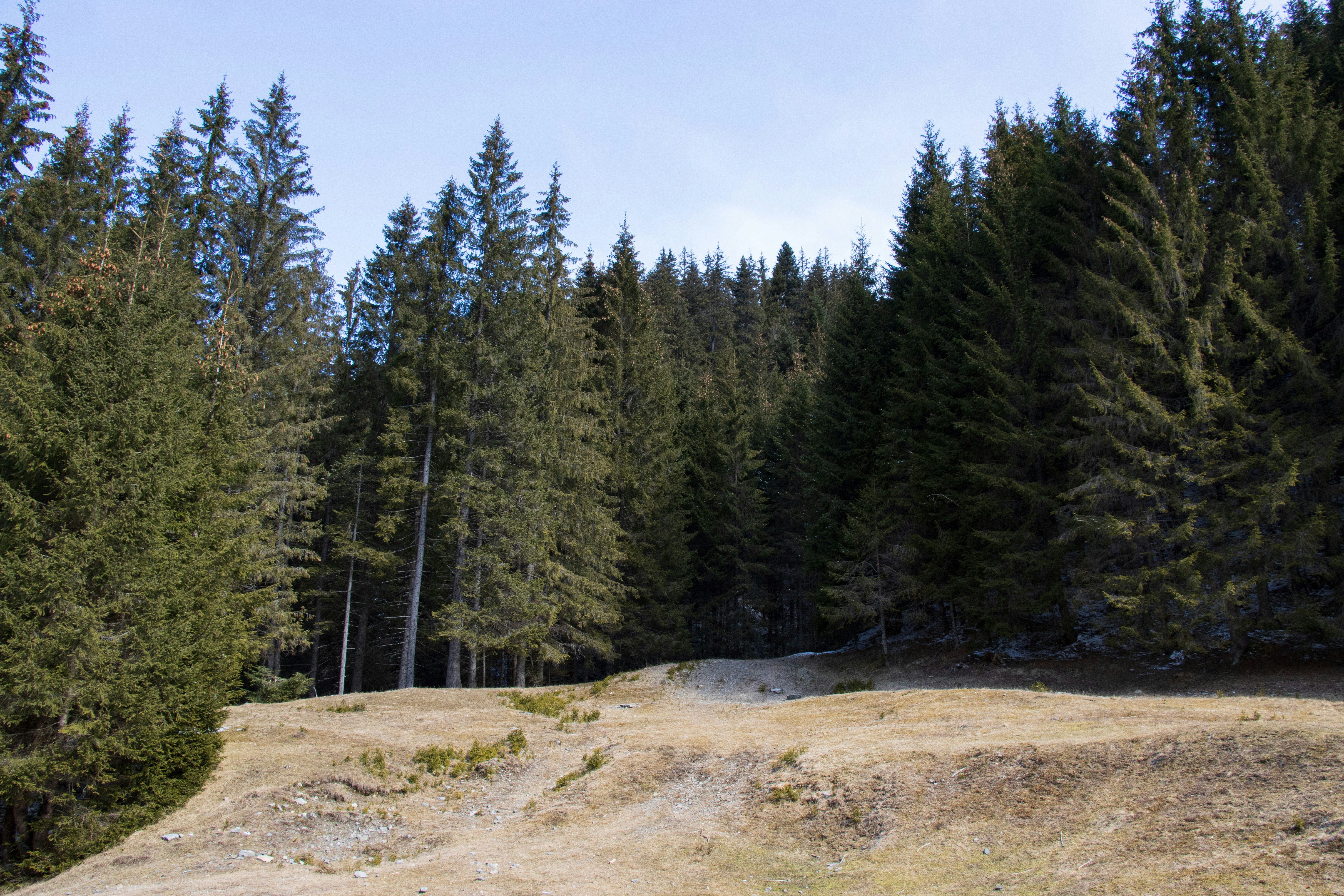 A dirt road in the middle of a forest