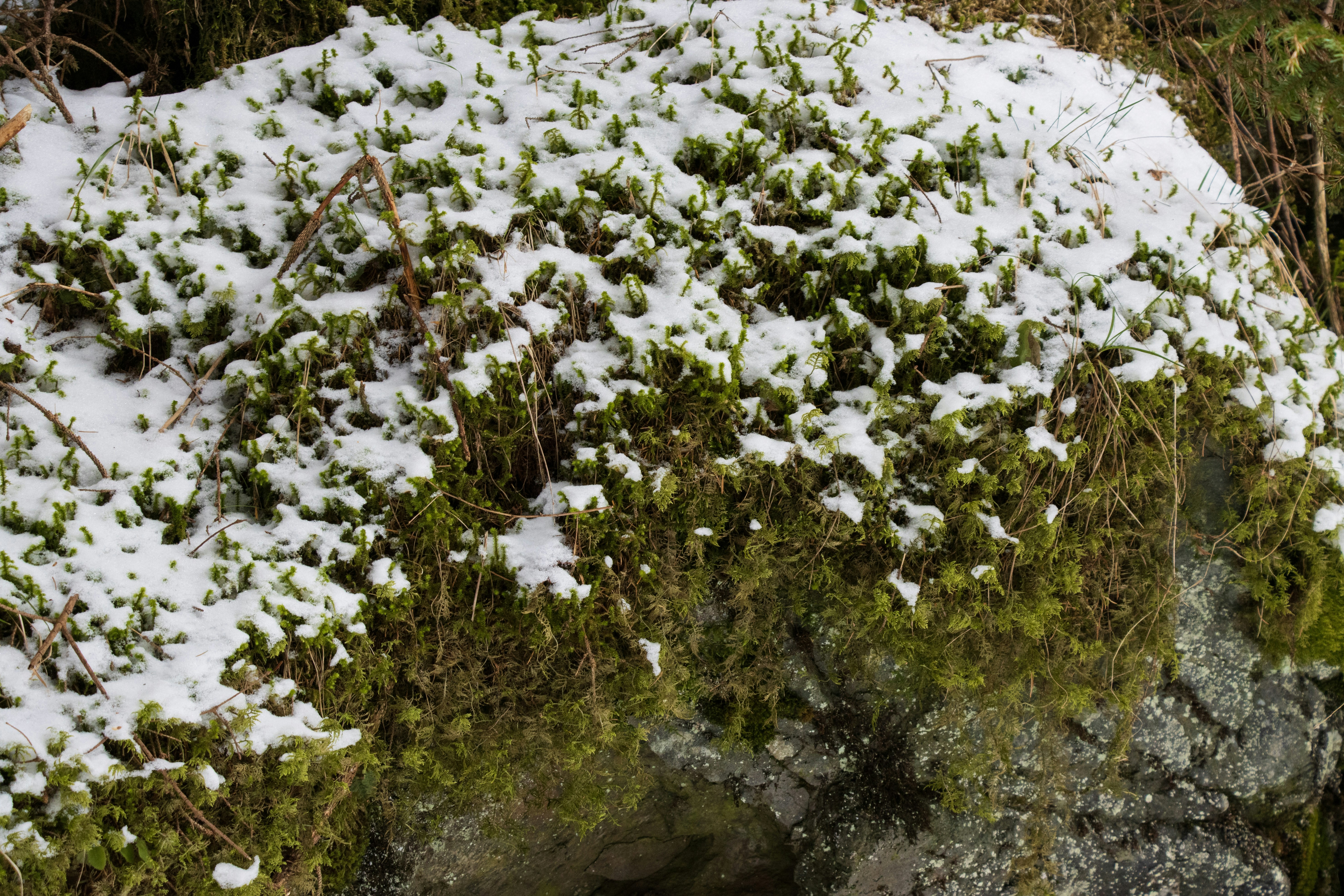 Photo by mechaowlstudios