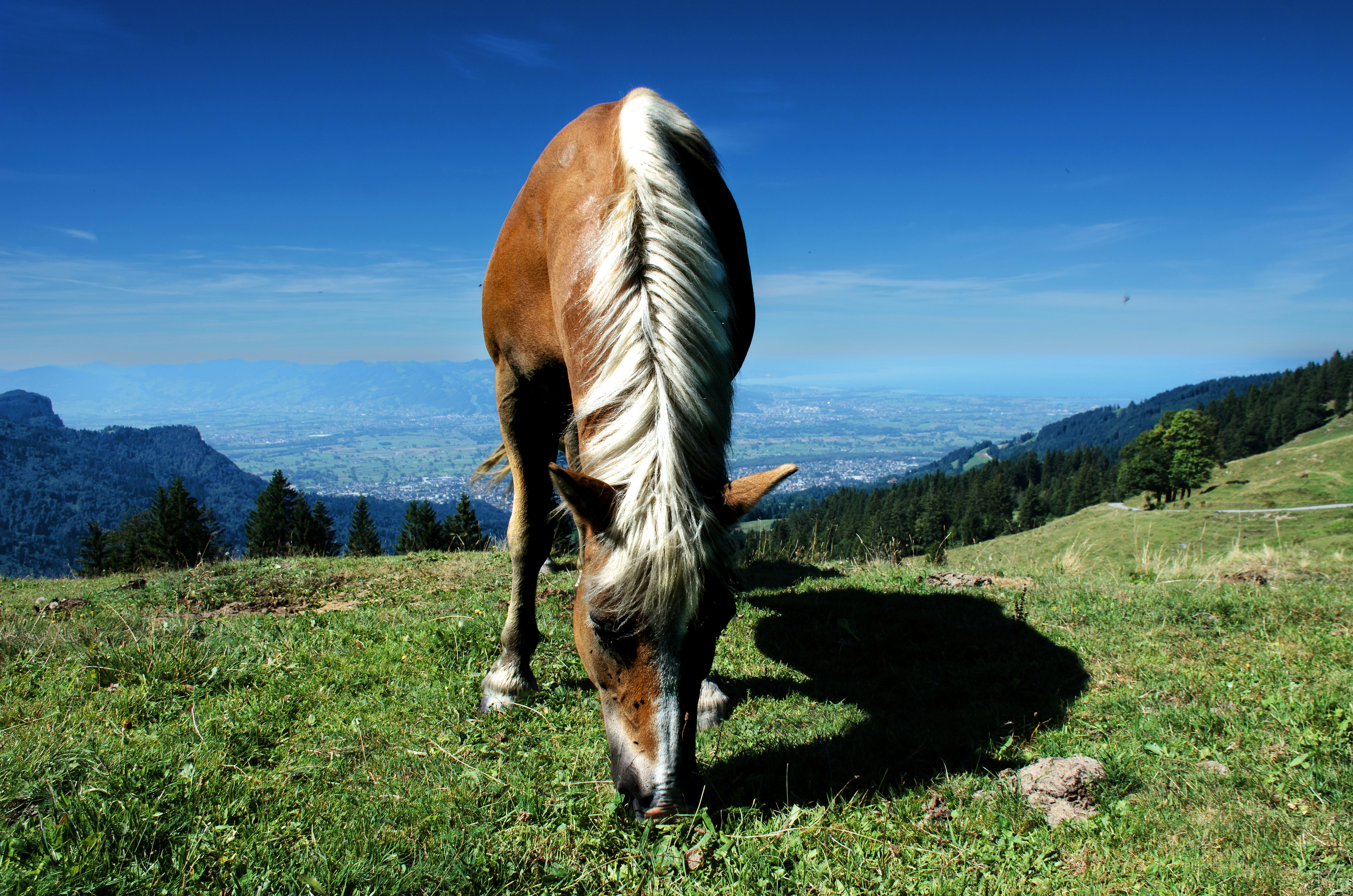 photo 1736093263326 13b2fccd09c0?crop=entropy&cs=srgb&fm=jpg&ixid=M3wxOTg1NDZ8MHwxfHNlYXJjaHwyMHx8cGZlcmR8ZW58MHx8fHwxNzM2MjgxNzQ5fDA&ixlib=rb 4.0