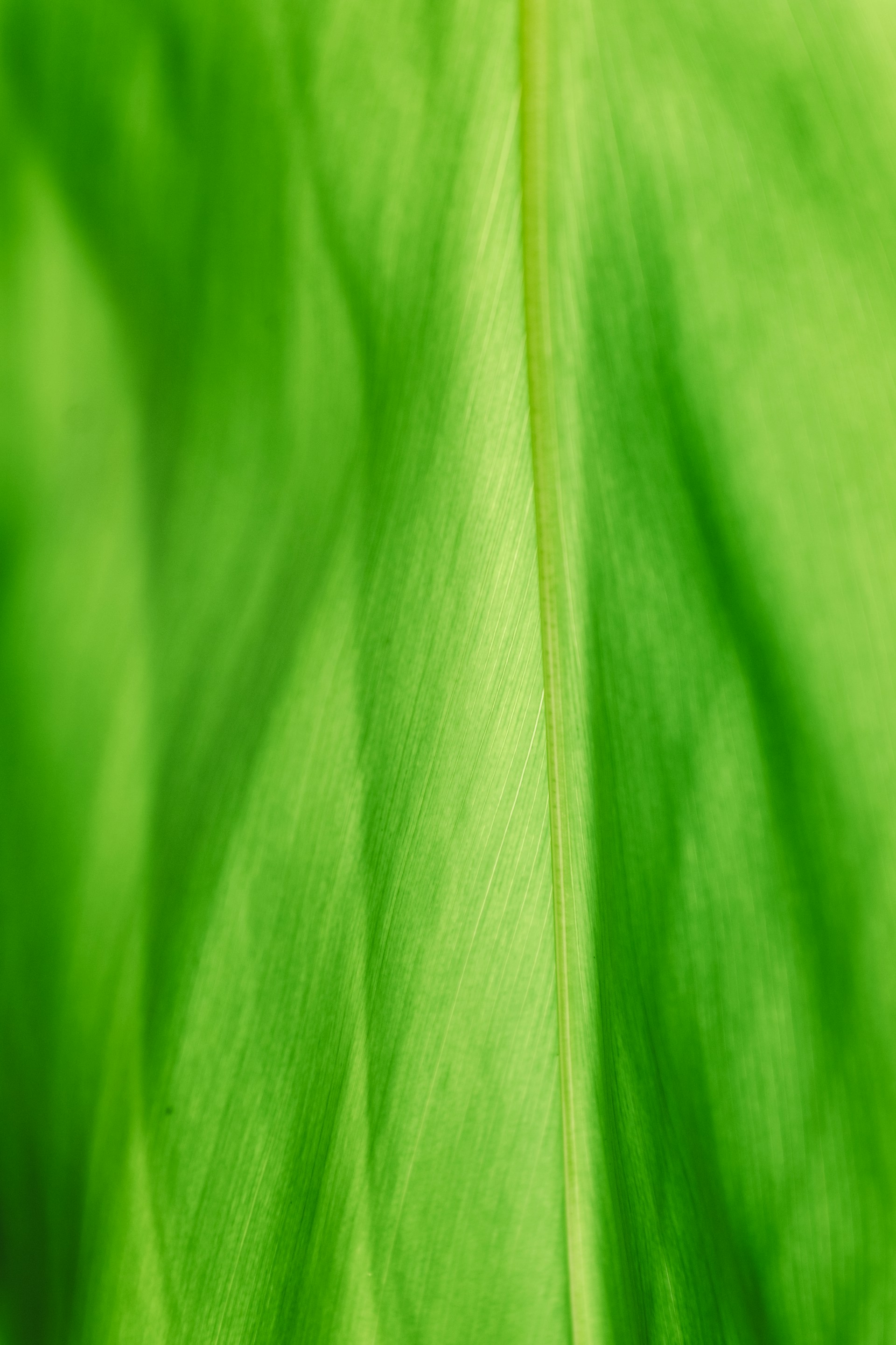 A close up view of a green leaf