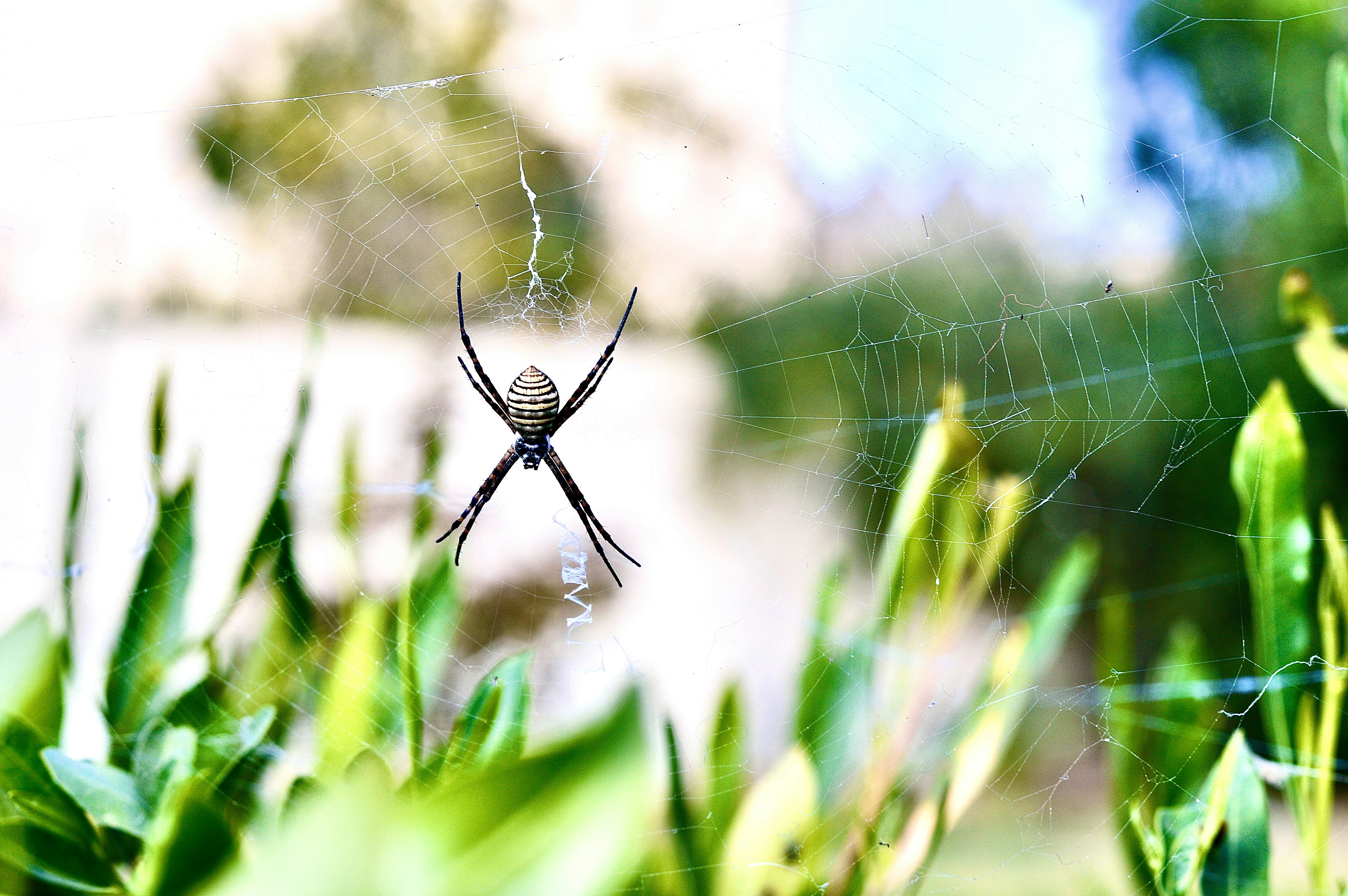 蜘蛛が草むらの巣に座っています
