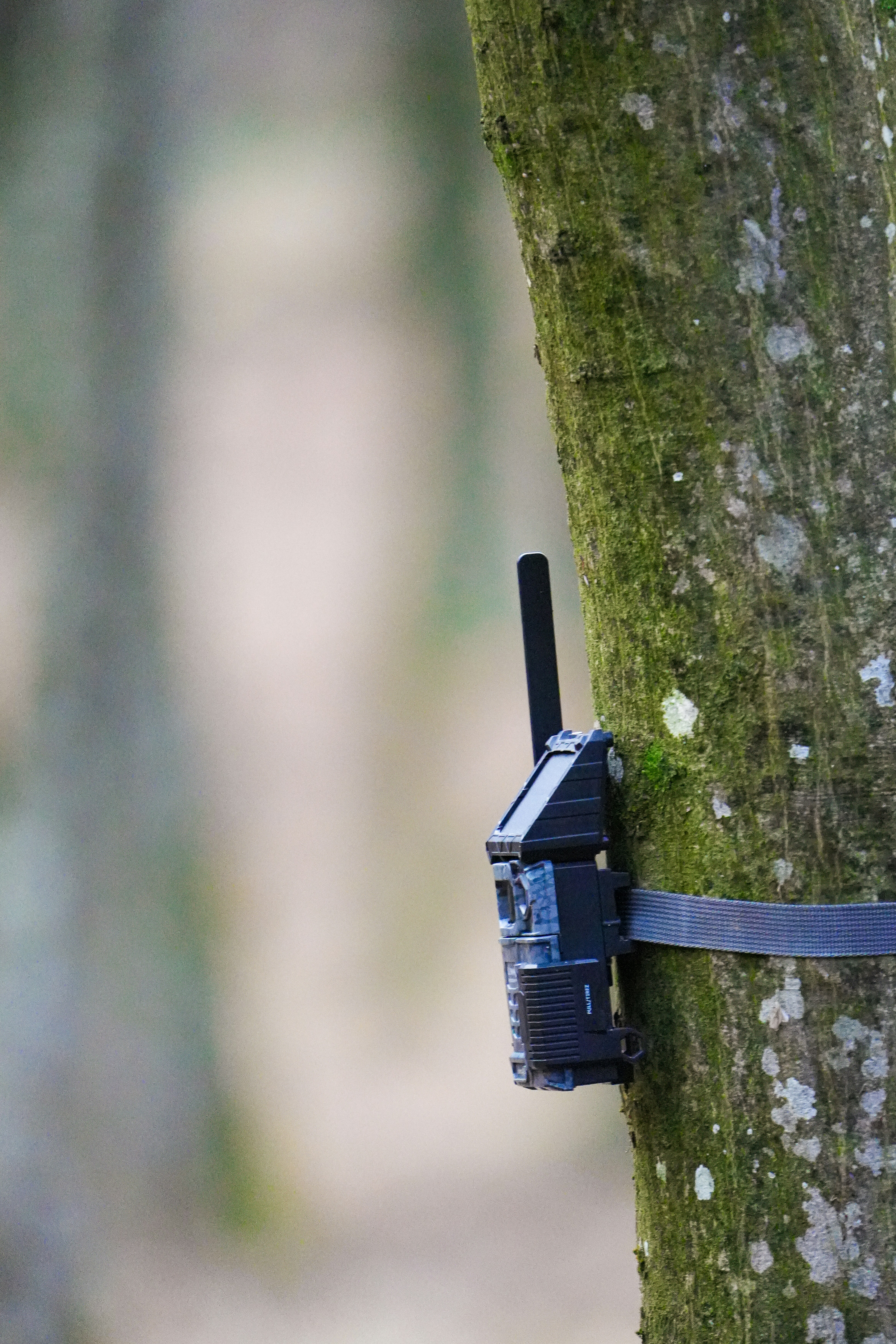 A camera attached to a tree in the woods photo – Free Tree Image on ...