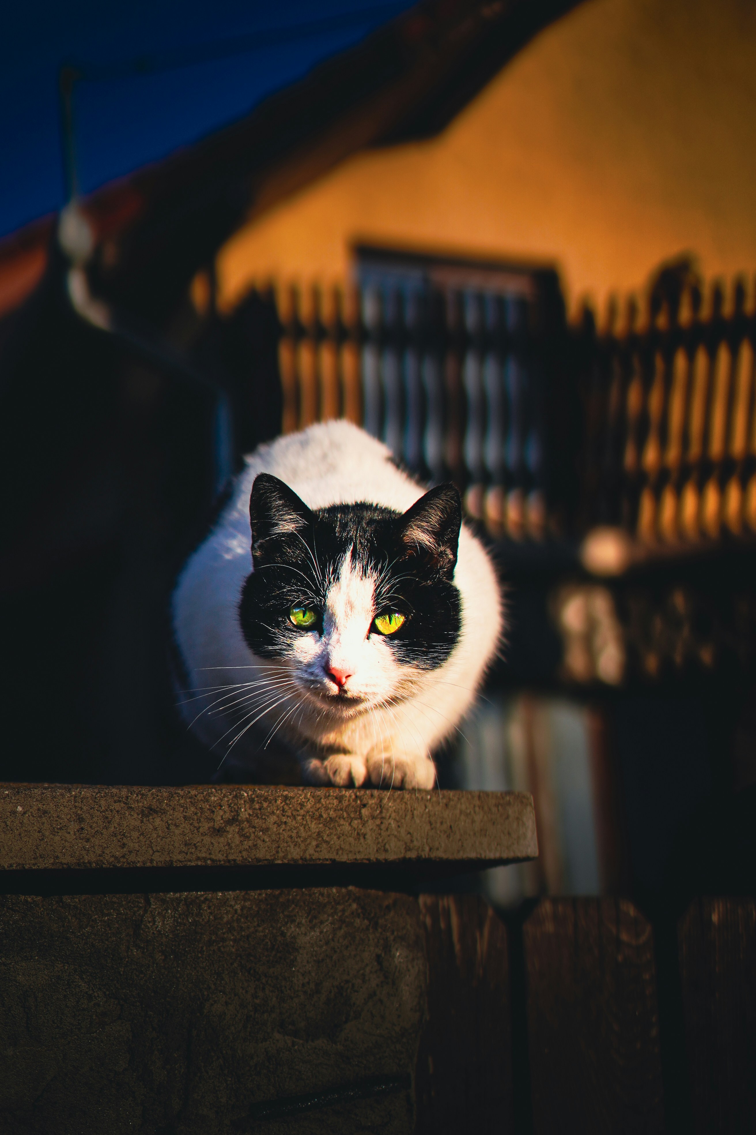 Photo by koss_szilard