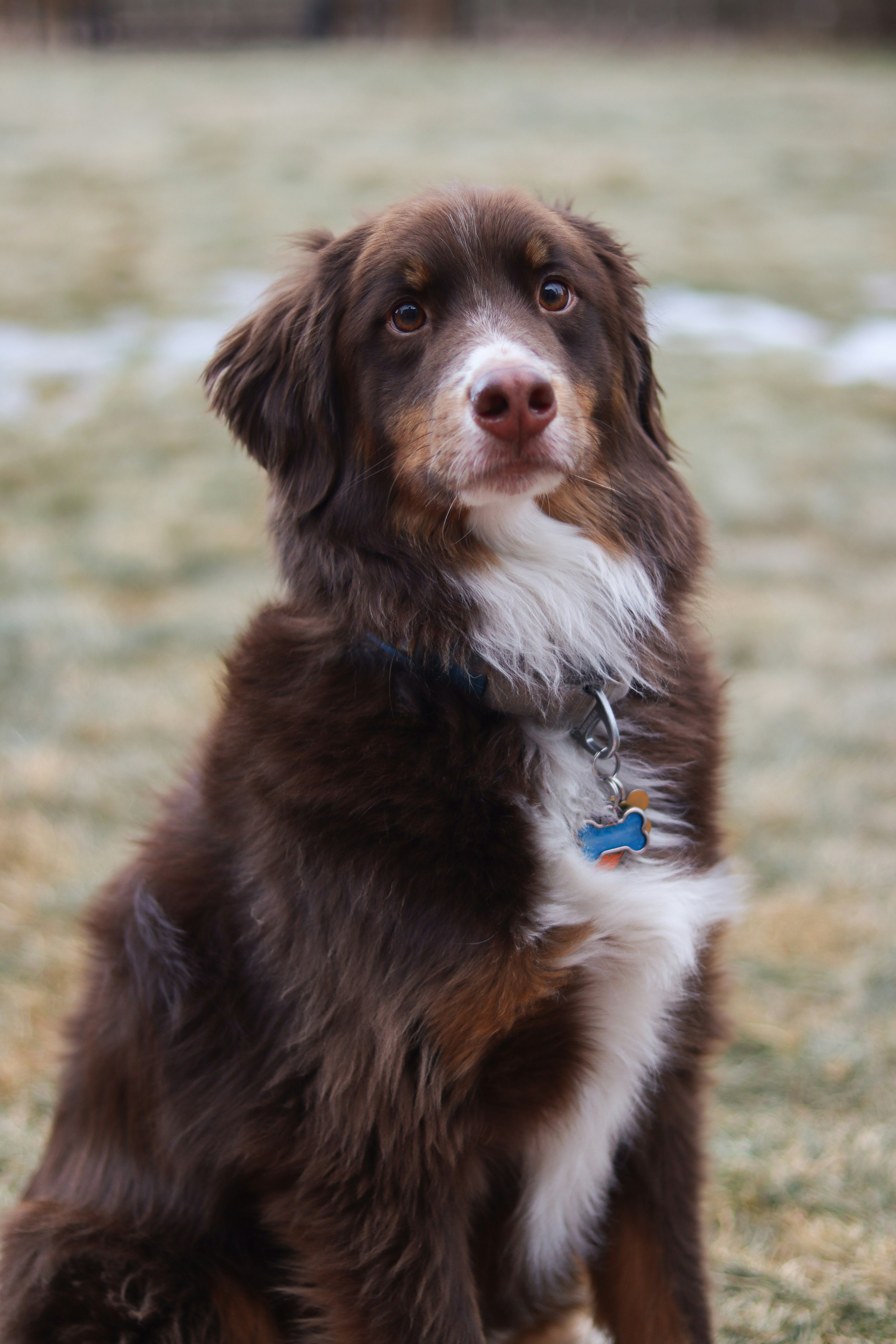 A brown and white dog sitting on top of a grass covered field
